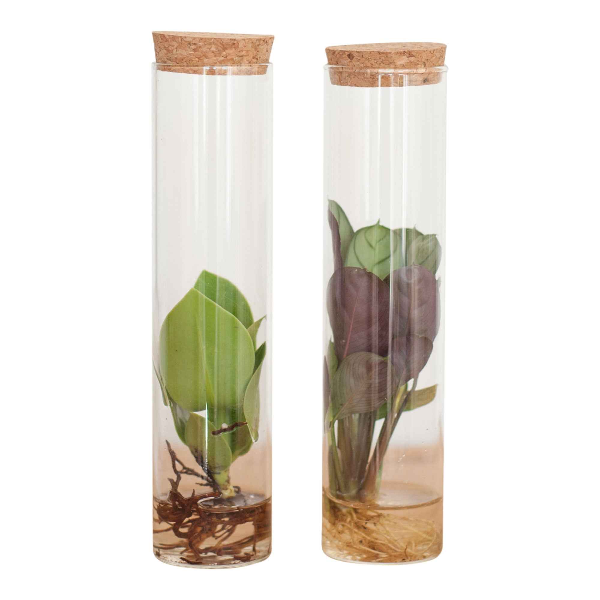 Collection de 2 plantes hydroponiques et ses tubes en verre - Image 2