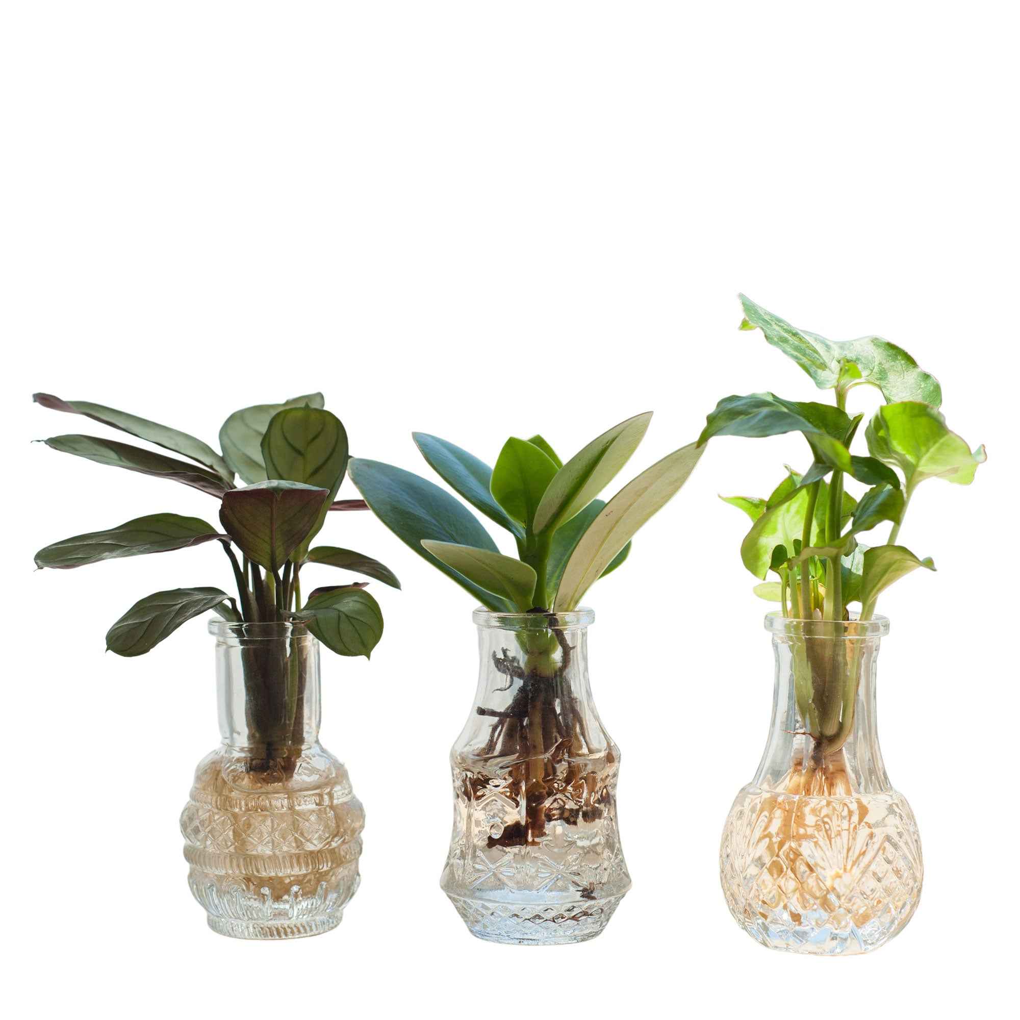 Mélange hydroponie et ses 3 vases - Image 3