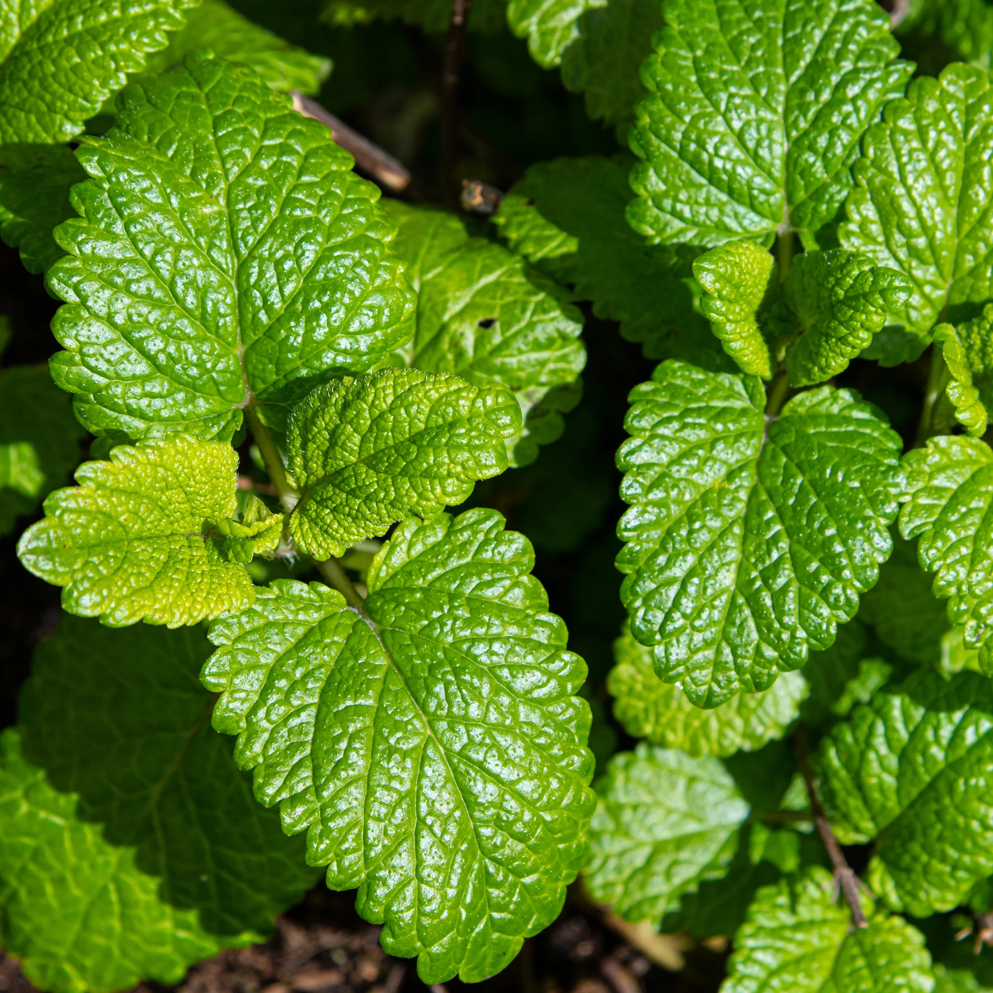 Mélisse citronnelle bio