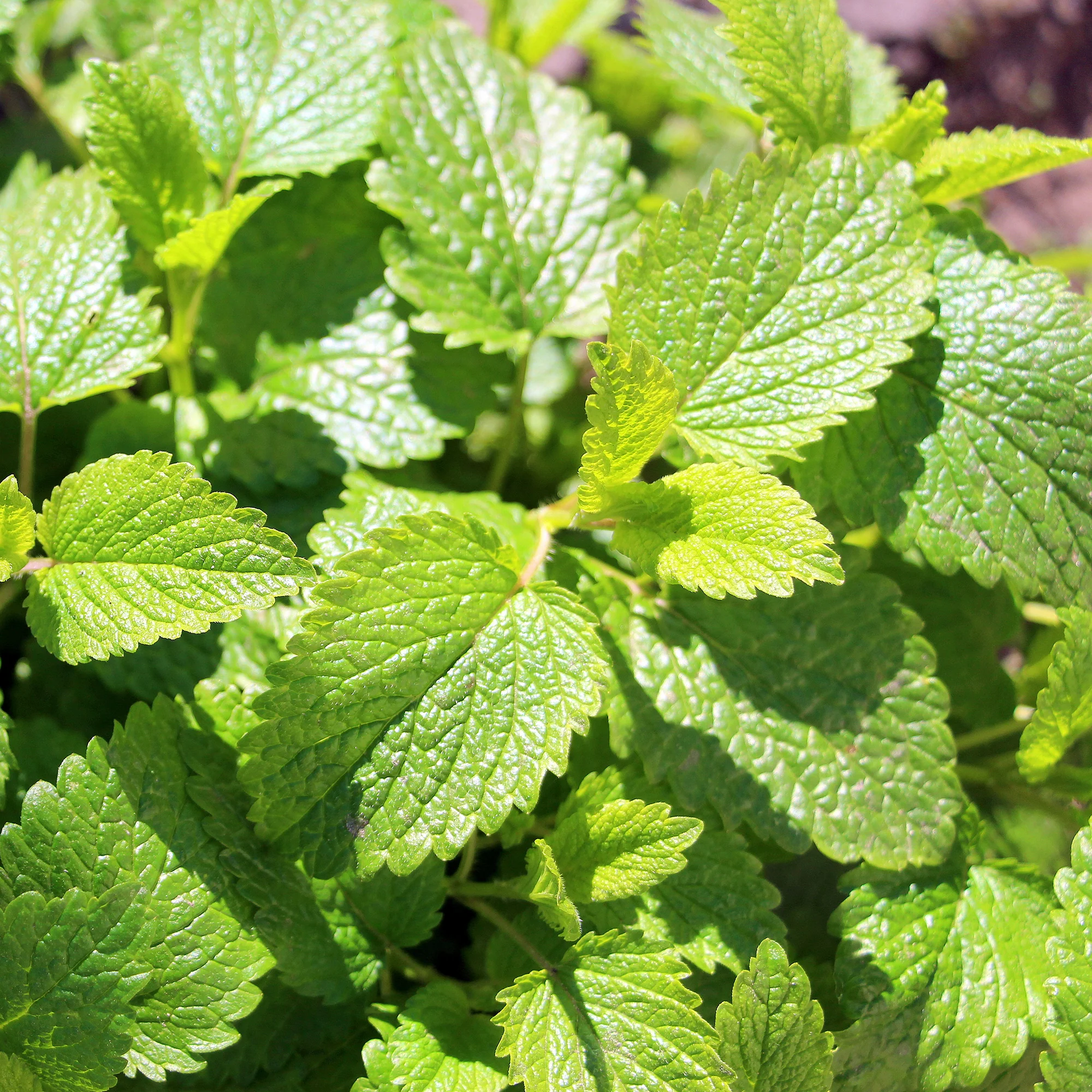 Mélisse citronnelle bio - Image 2