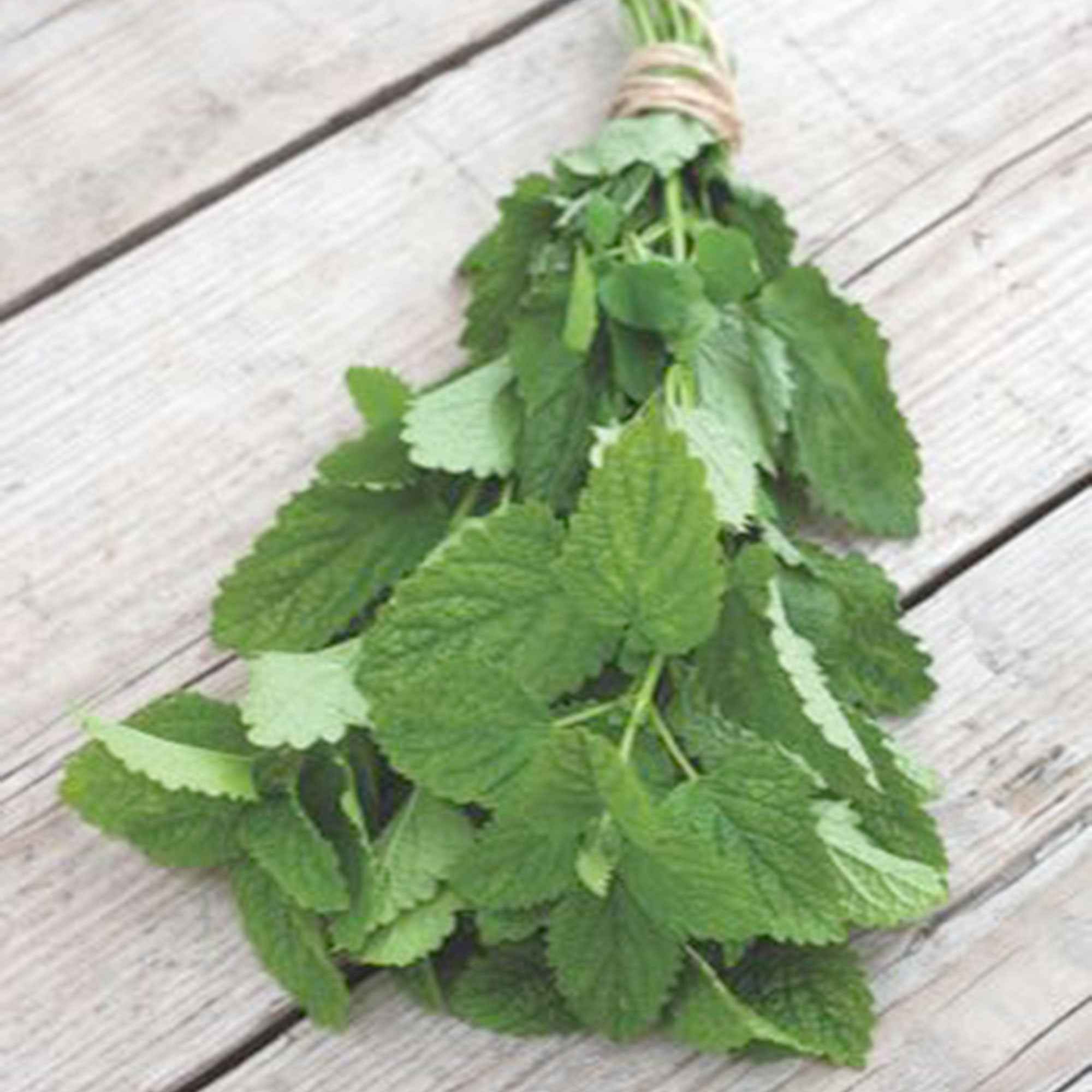 Mélisse citronnelle bio - Image 3