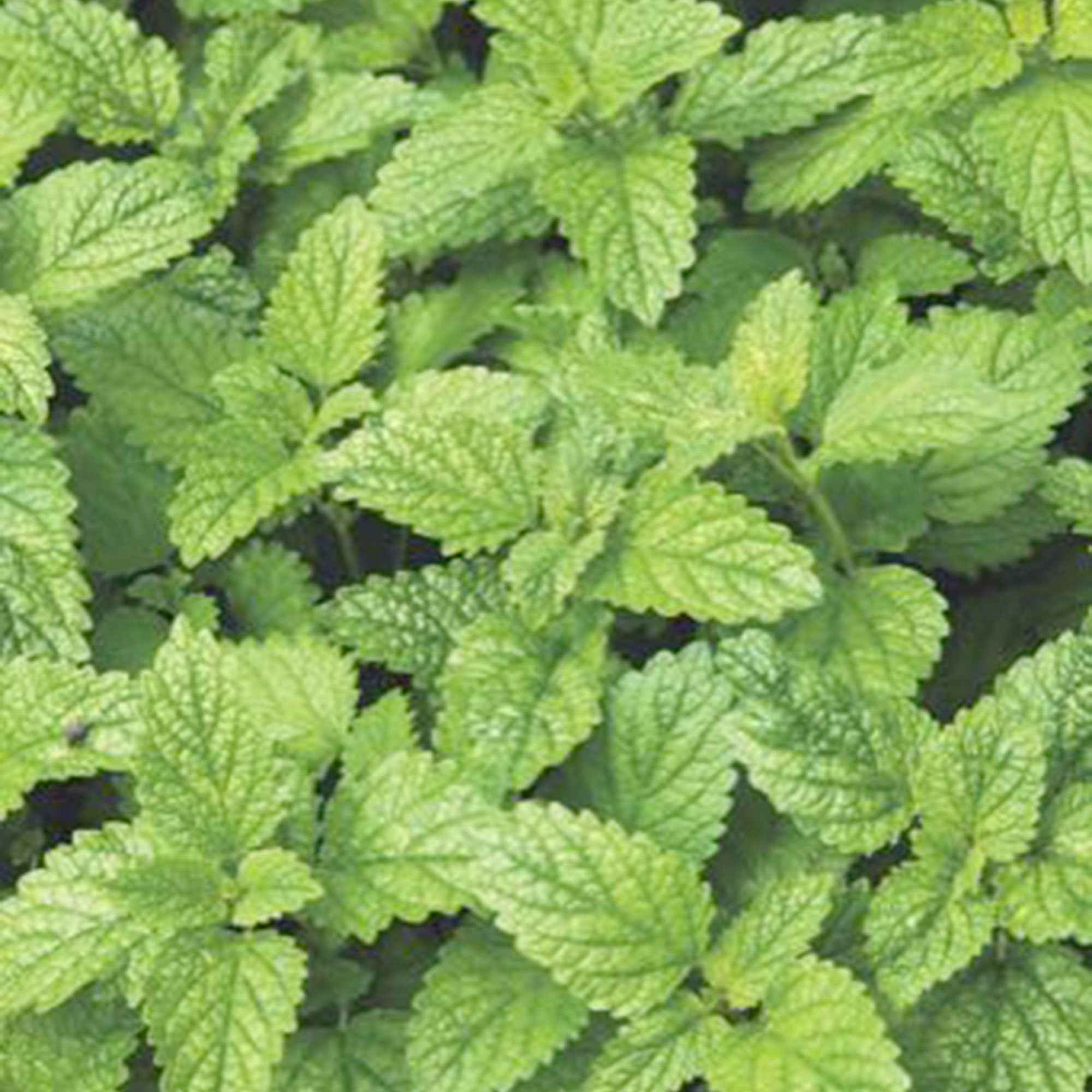 Mélisse citronnelle bio - Image 4