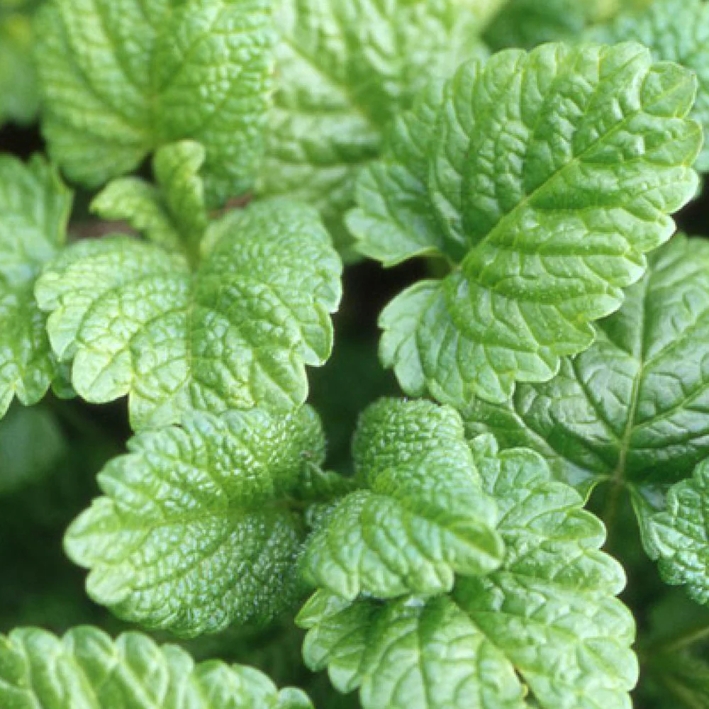 Mélisse officinale