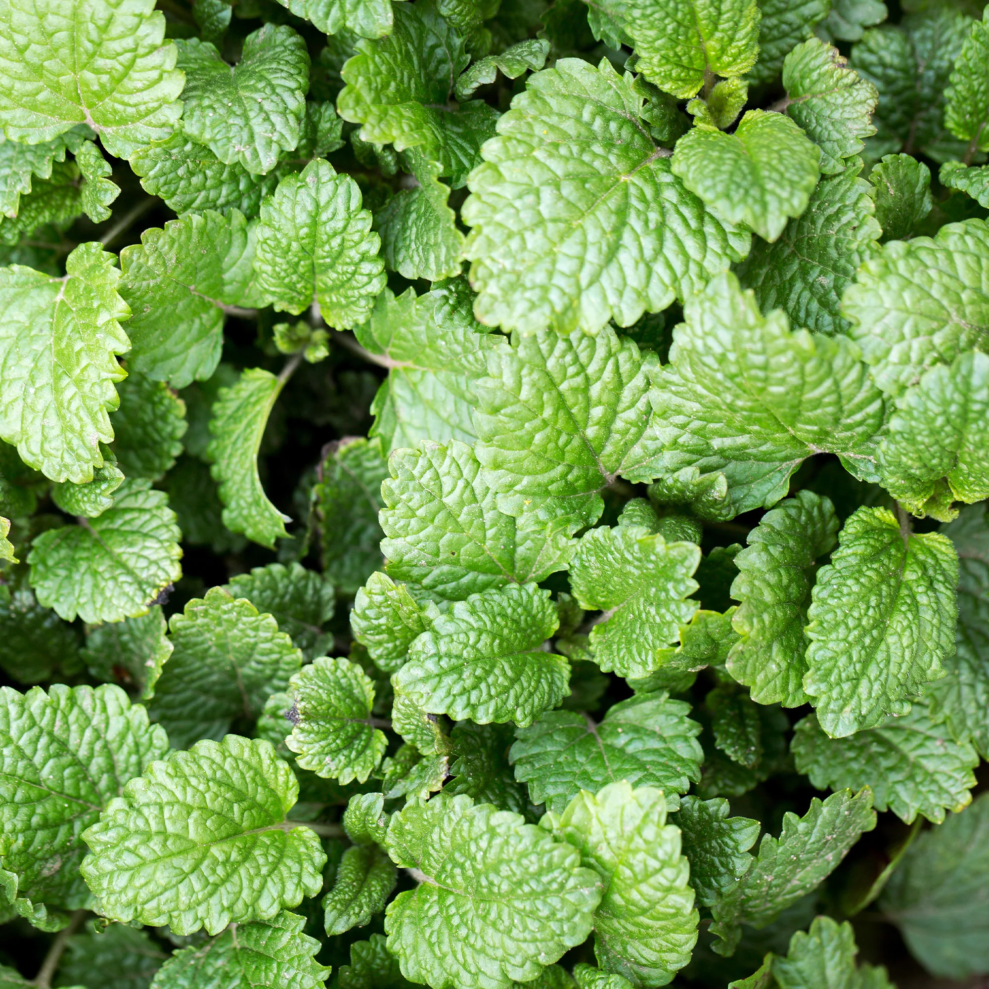 Mélisse officinale - Image 2
