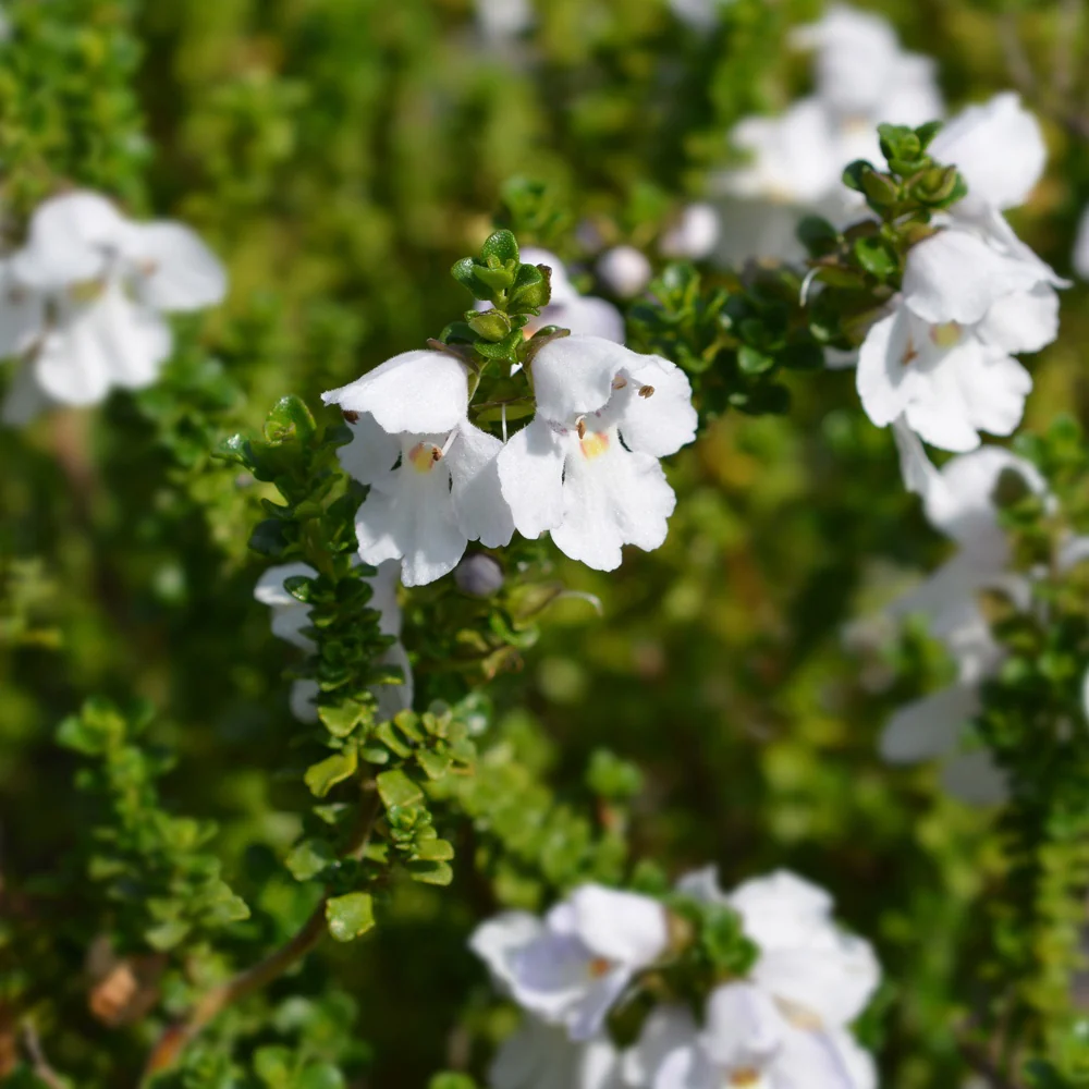 Menthe australienne - Image 2