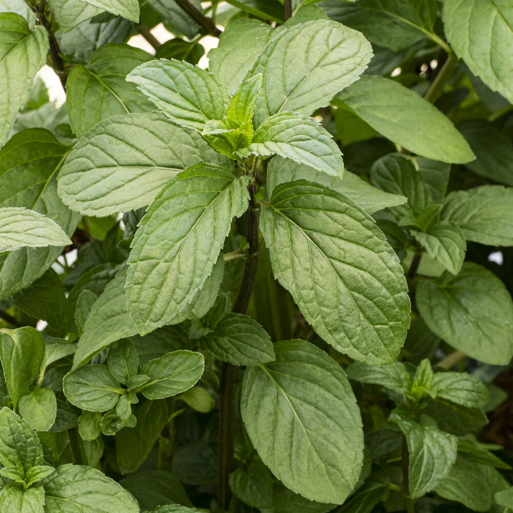 Menthe chocolat - Image 3