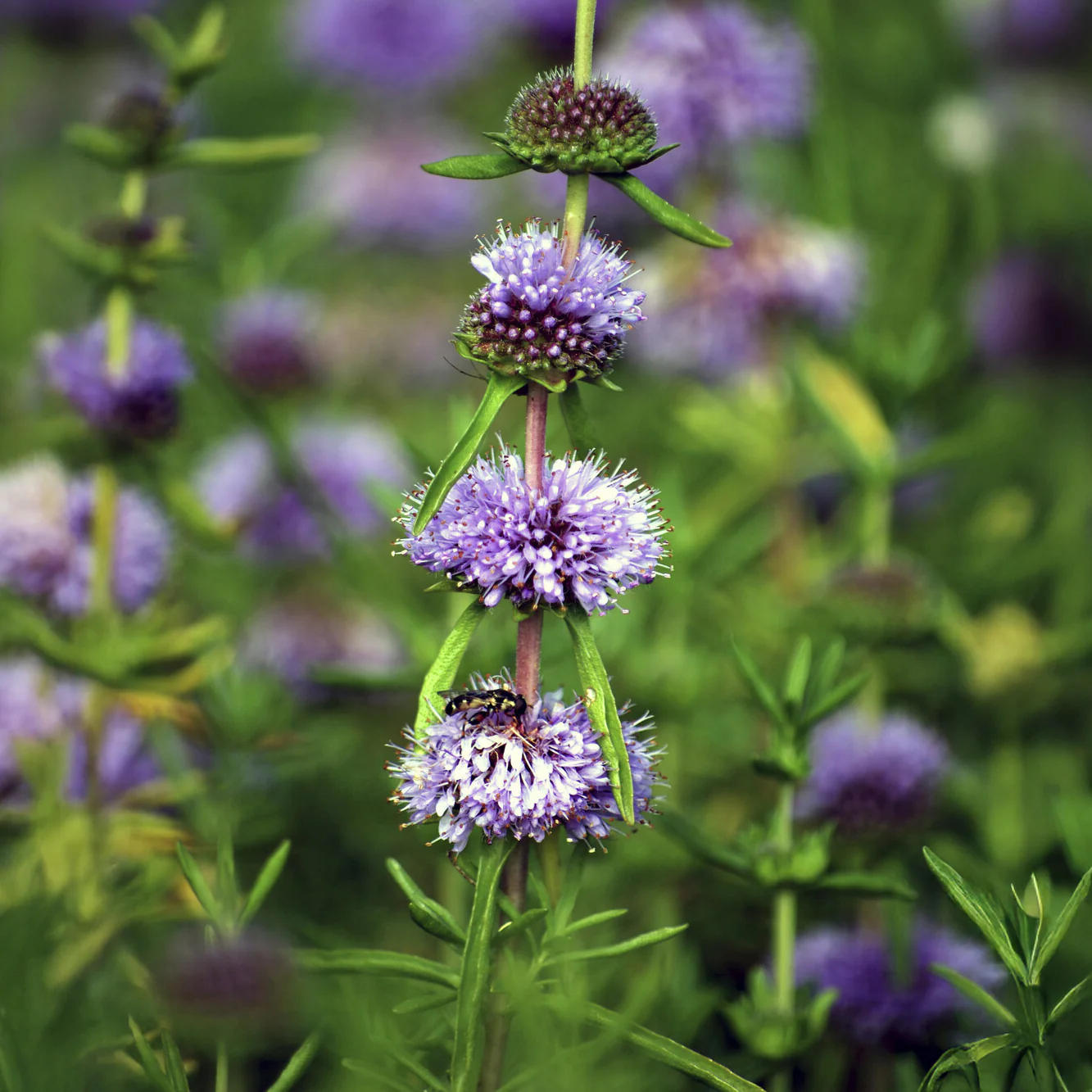 Menthe des cerfs - Image 3