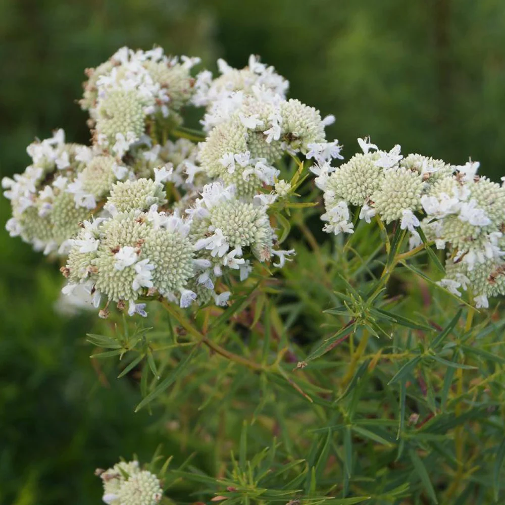 Menthe des montagnes - Image 2