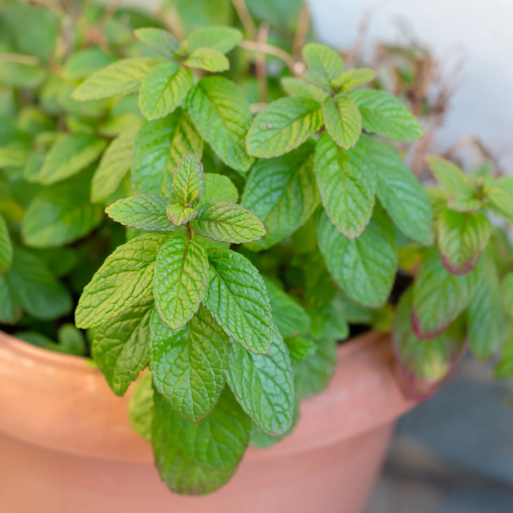 Menthe marocaine 'Maroccan' - Image 3