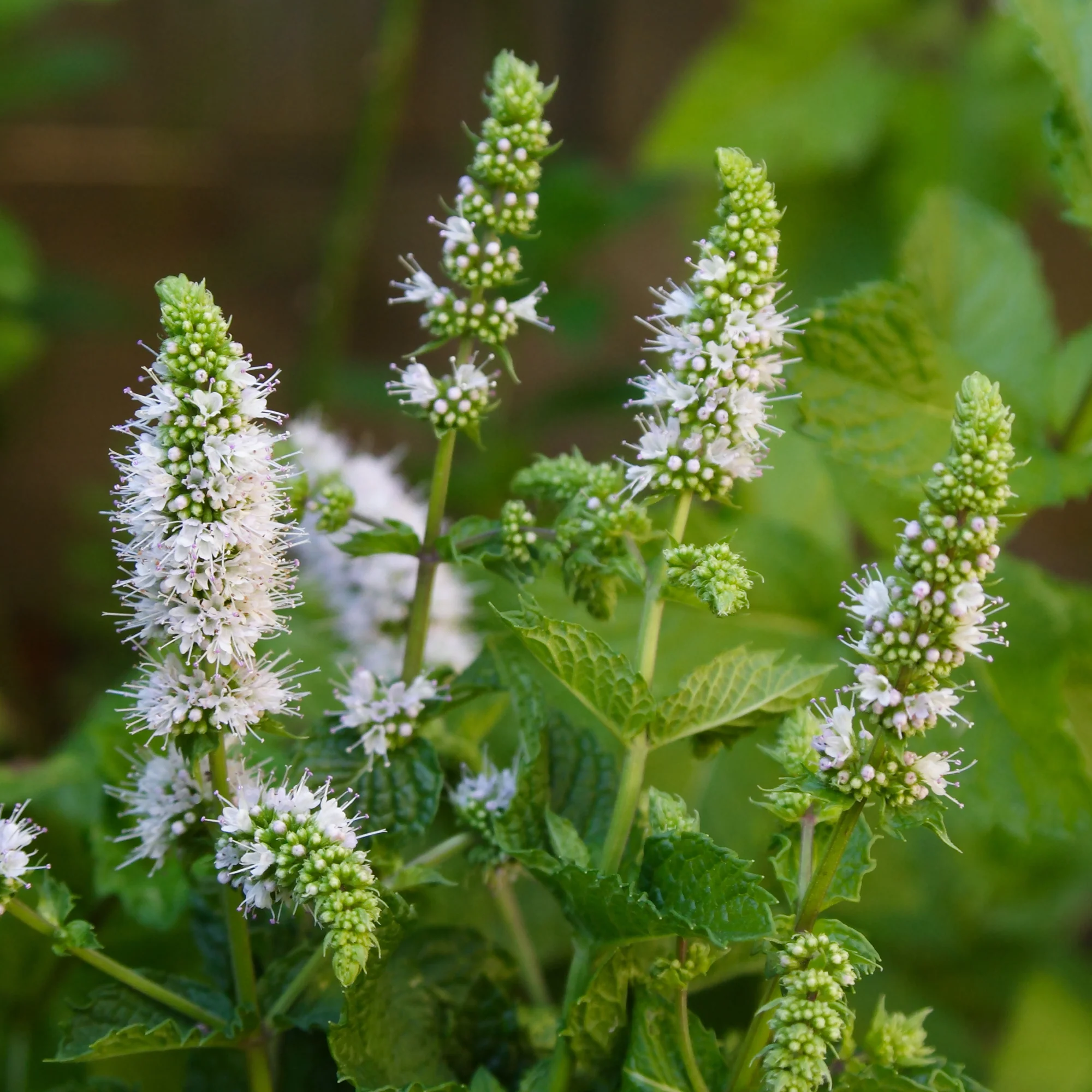 Menthe marocaine 'Maroccan' - Image 4