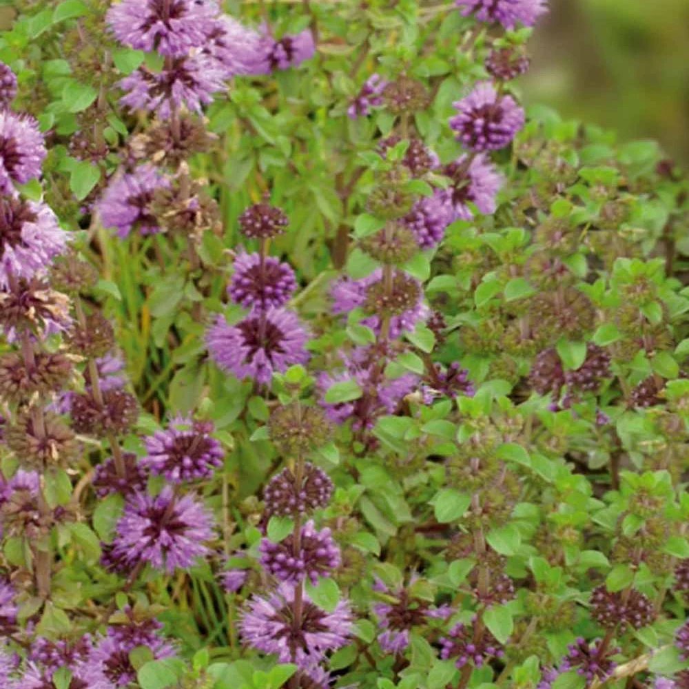 Menthe pouliot