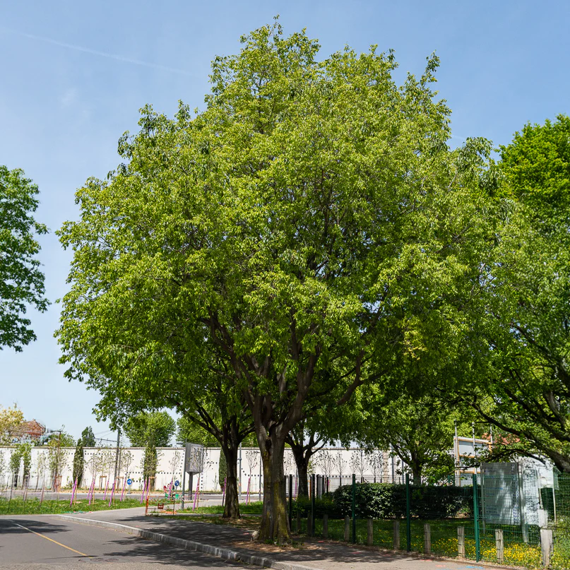 Micocoulier de Provence