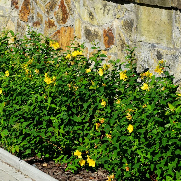 Millepertuis arbustif - Image 3