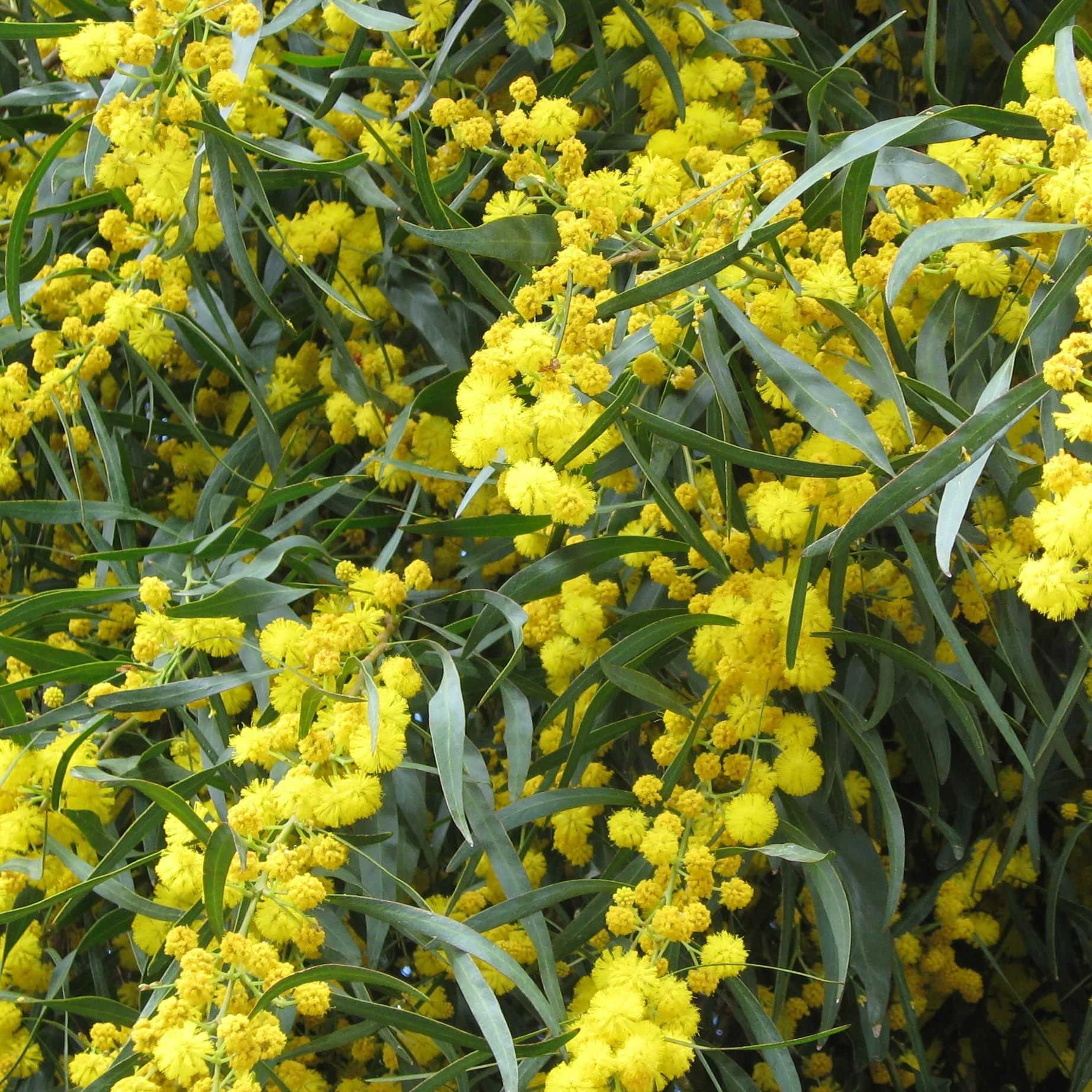 Mimosa des 4 saisons