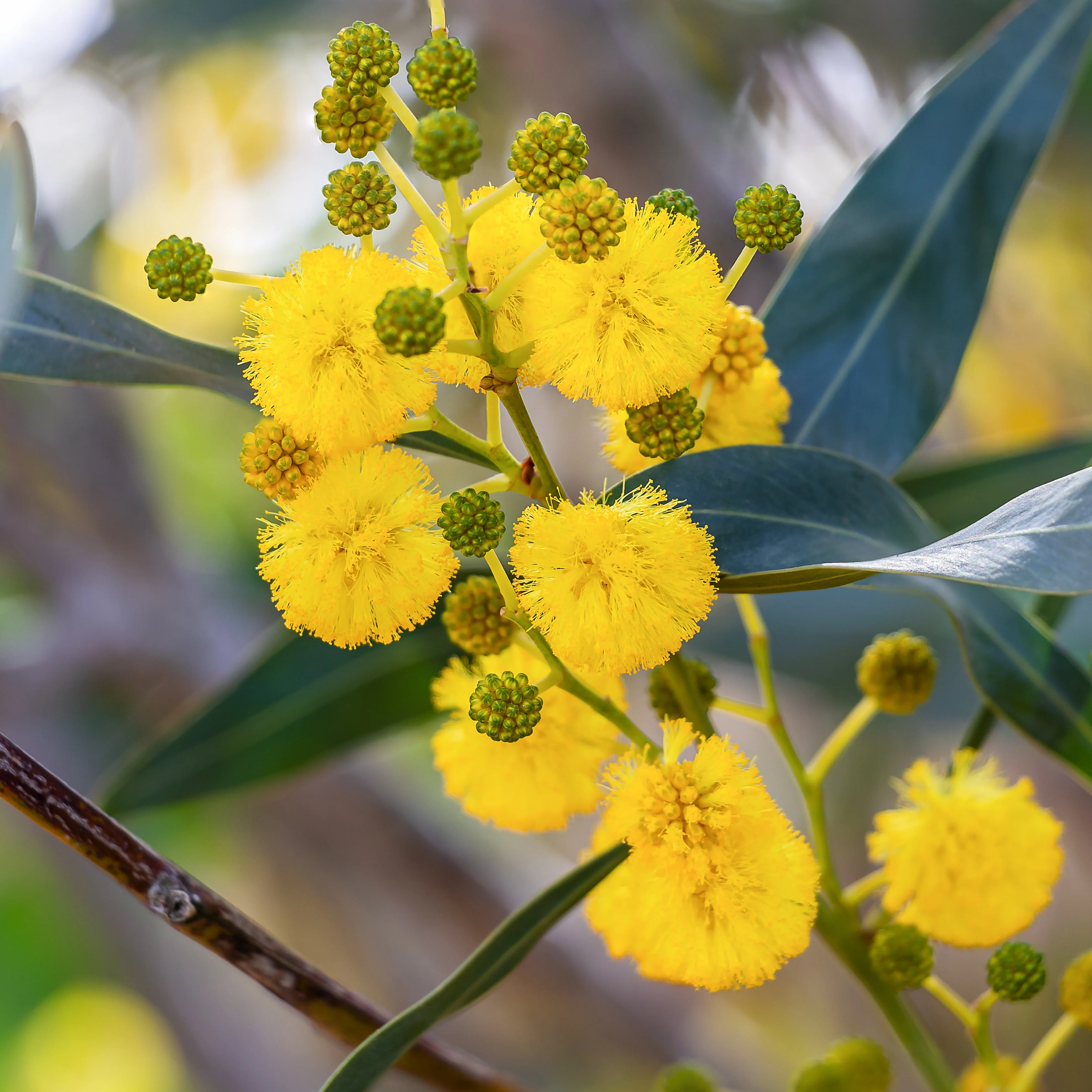 Mimosa des 4 saisons - Image 3