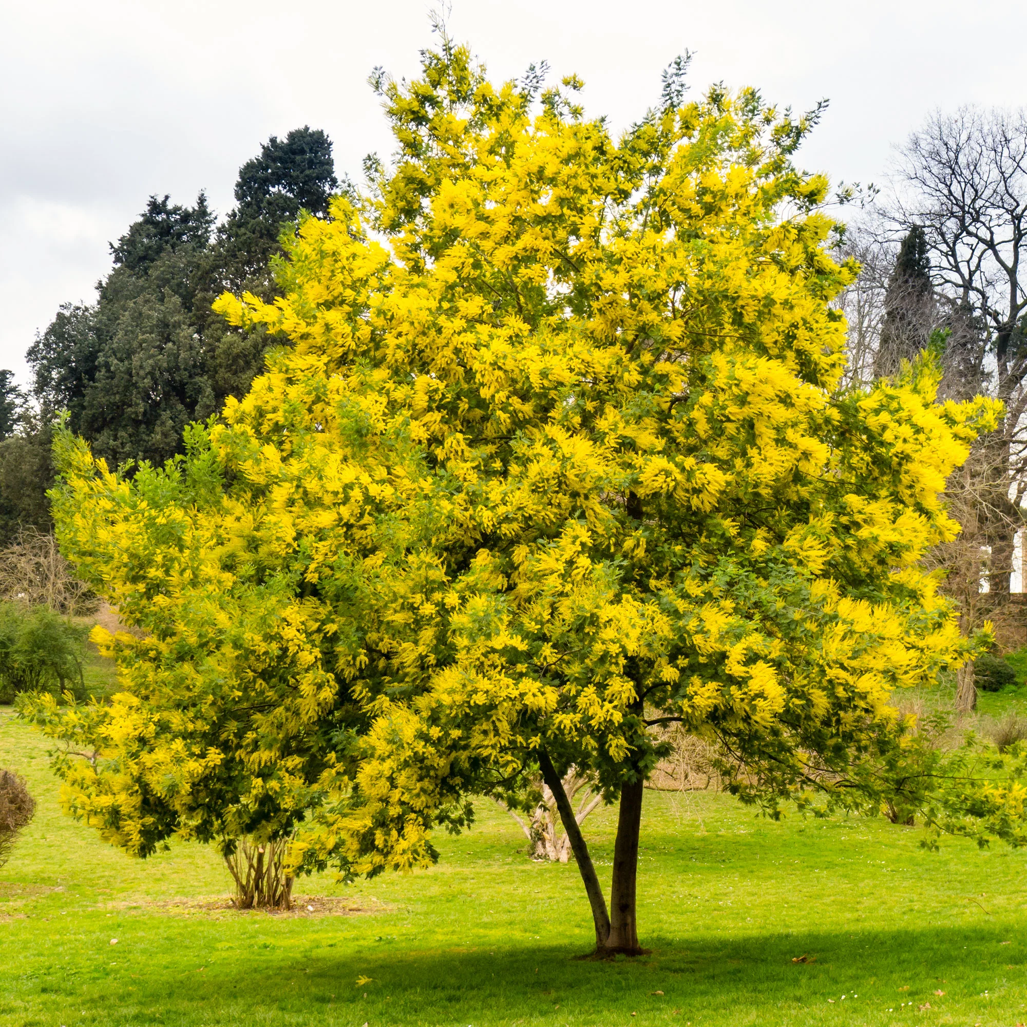 Mimosa d'hiver - Image 3