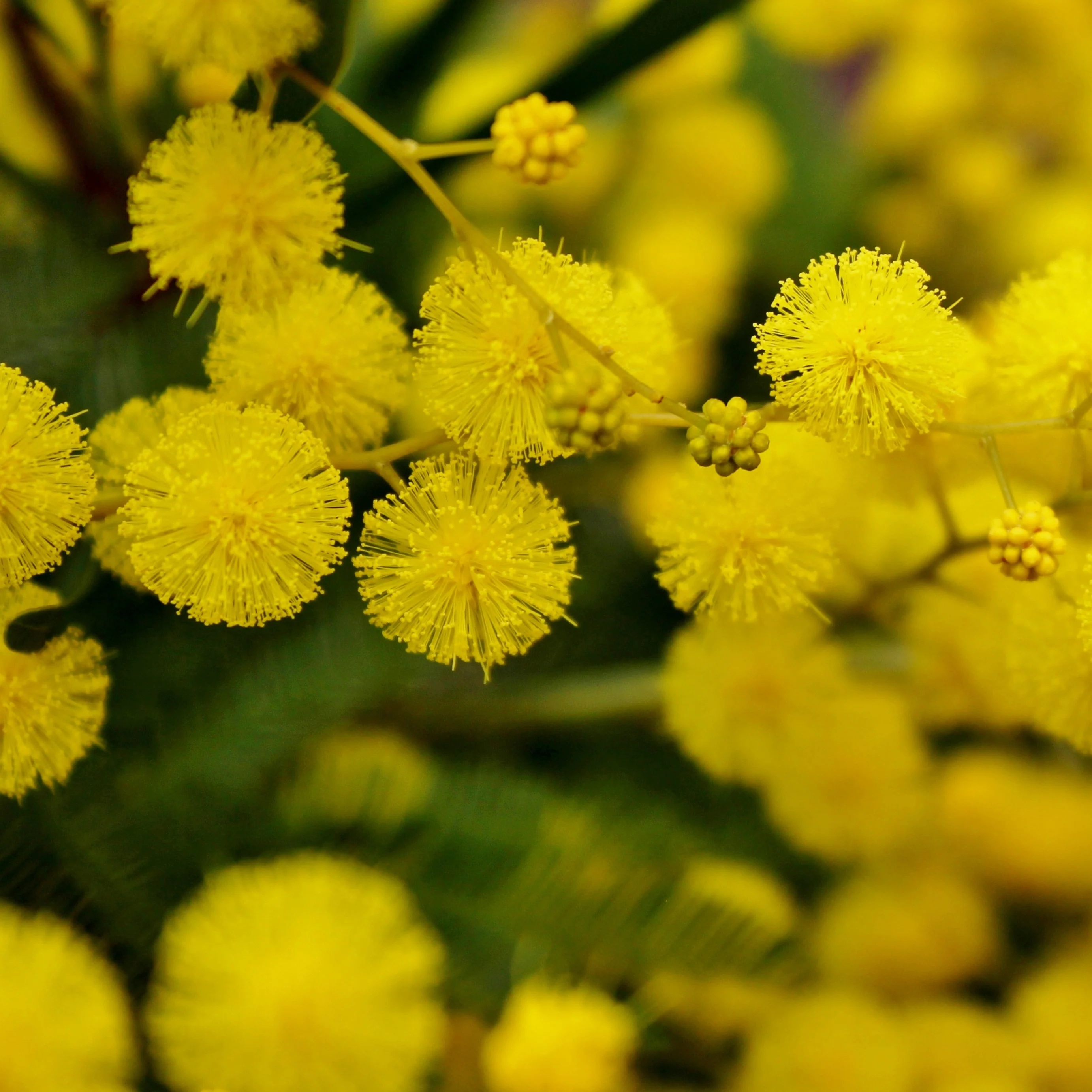 Mimosa d'hiver - Image 4