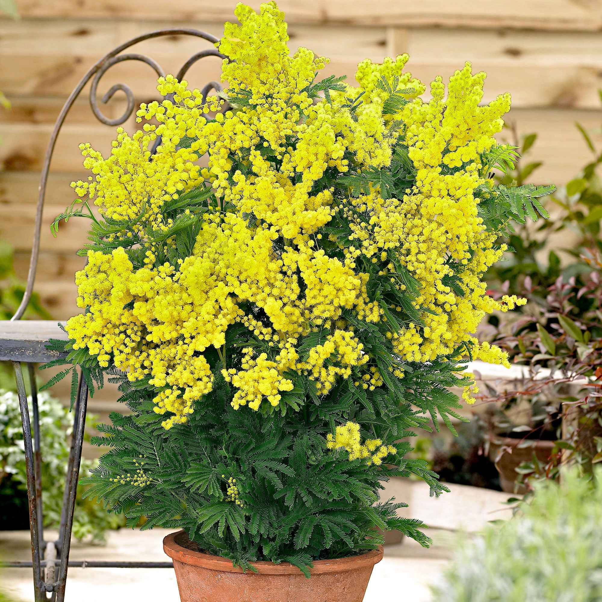 Mimosa d'hiver - Image 5
