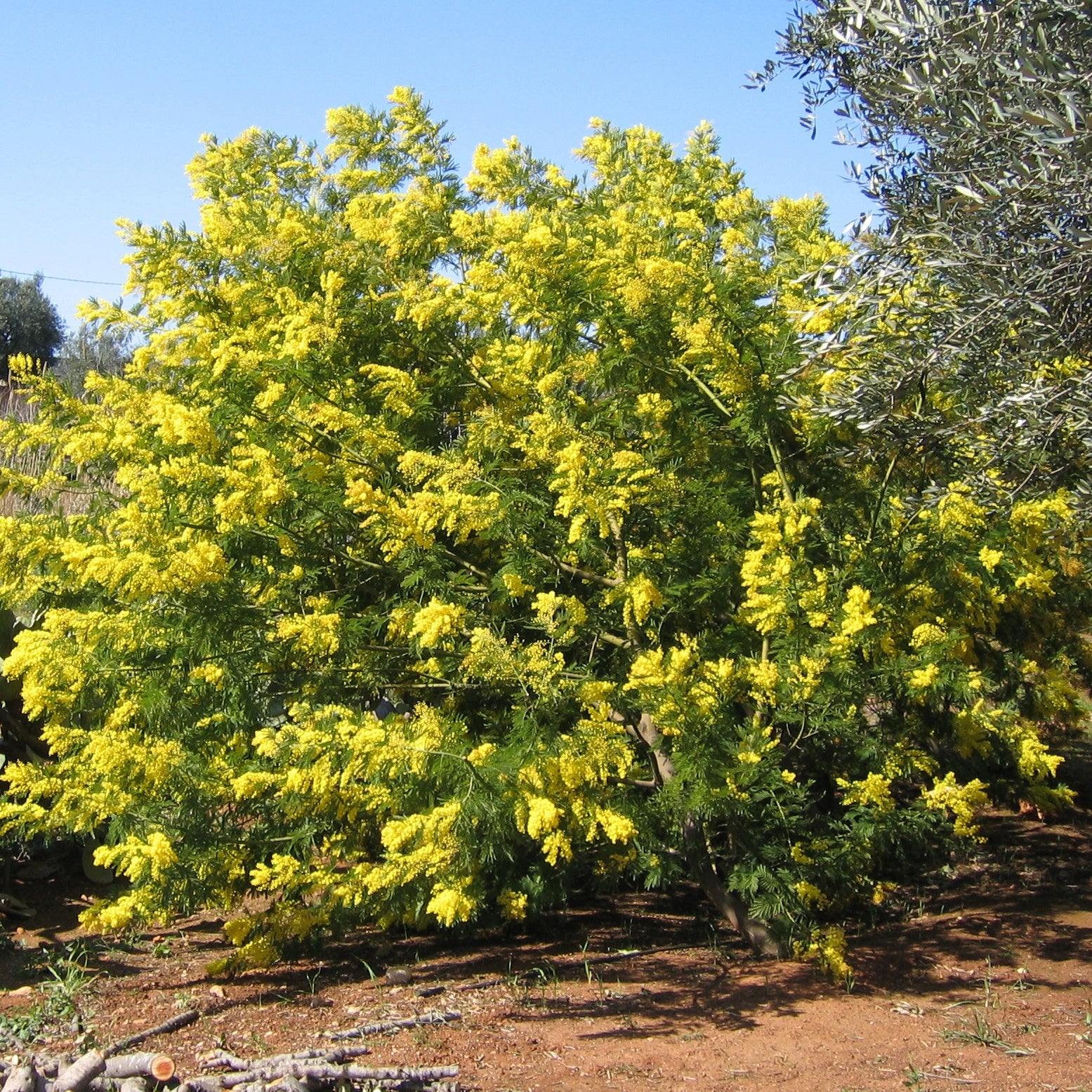 Mimosa d'hiver - Image 6