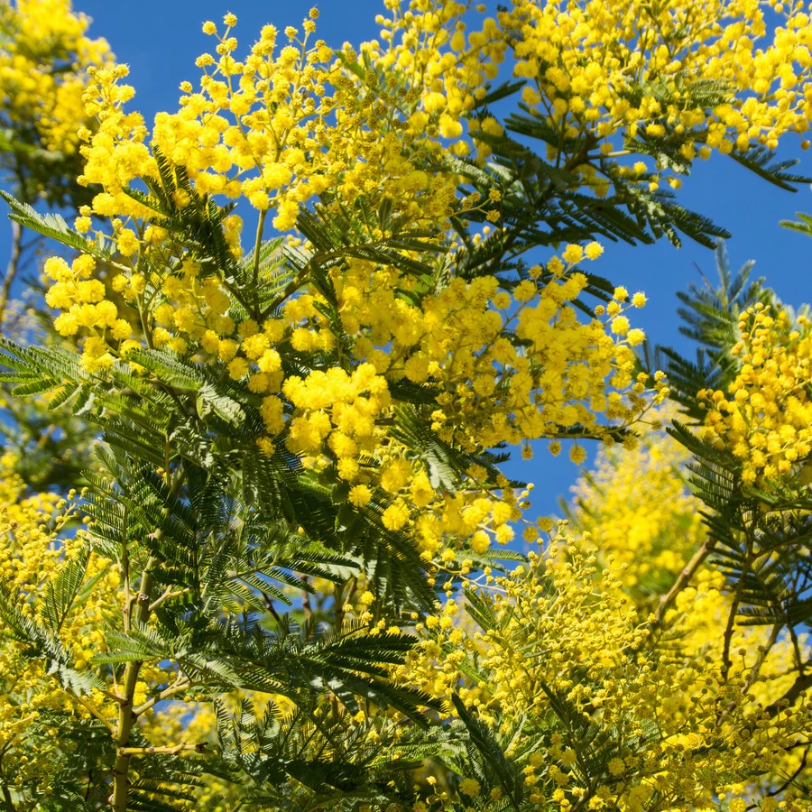 Mimosa d'hiver - Image 7