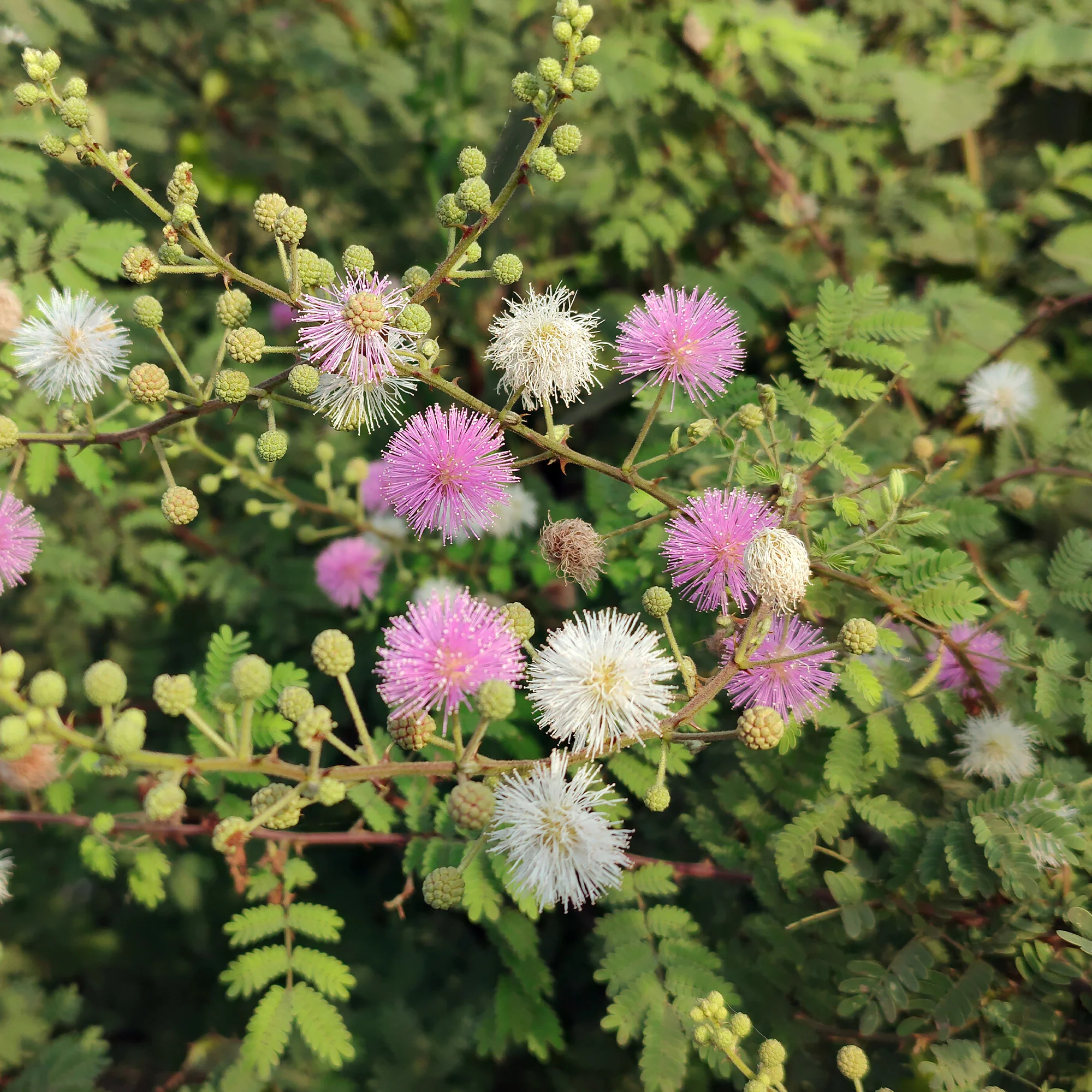 Mimosa pudique - sensitive - Image 2
