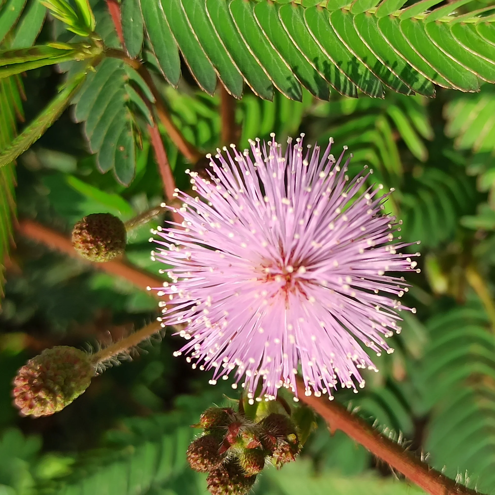 Mimosa pudique - sensitive - Image 3