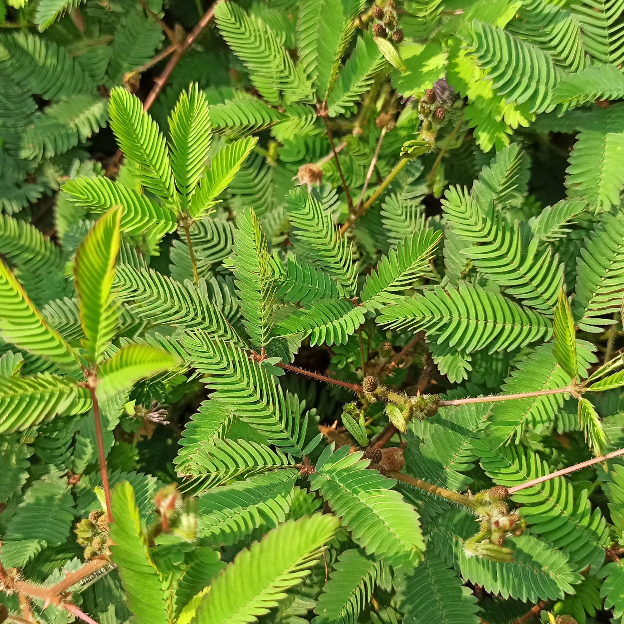 Mimosa pudique - sensitive - Image 4