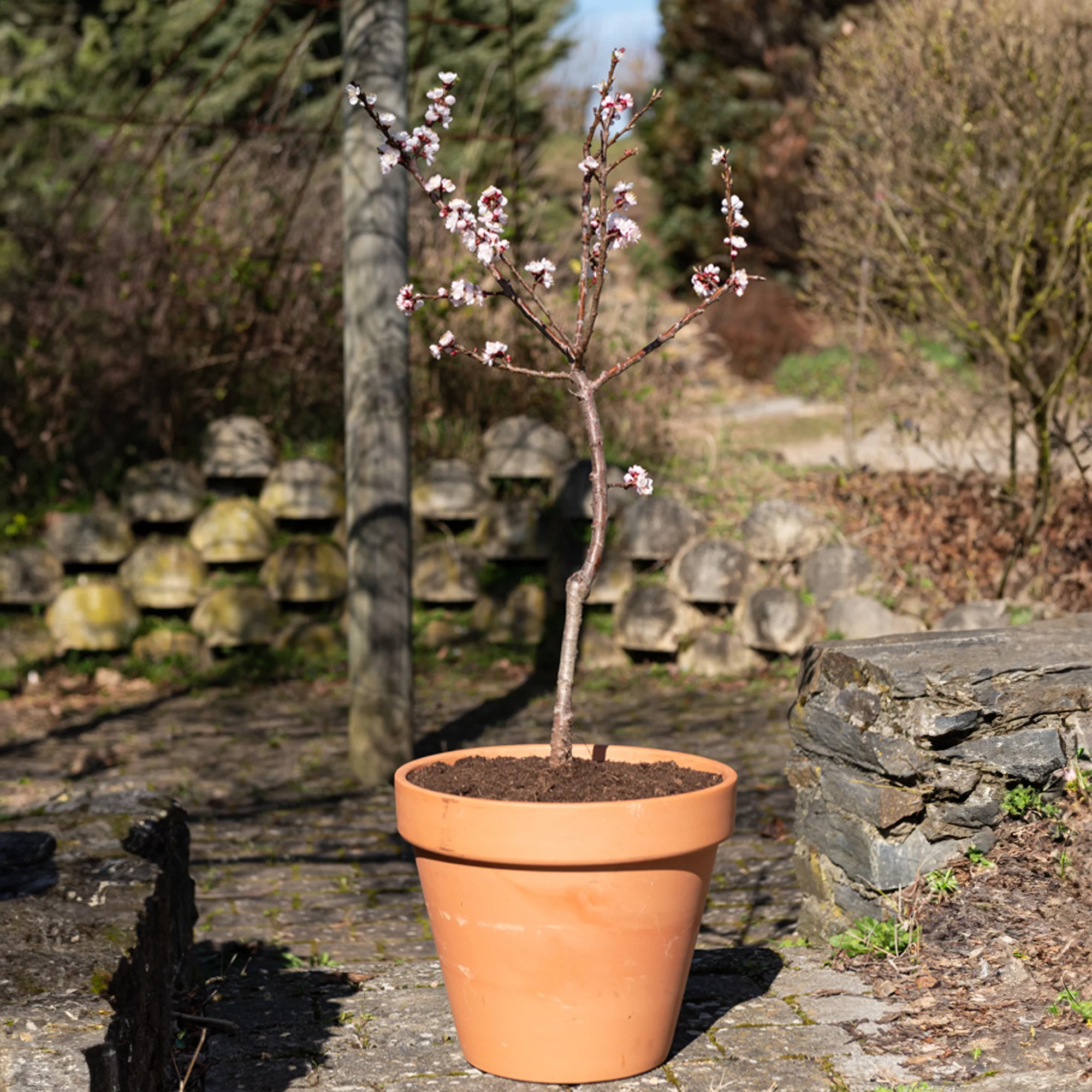 Mini-abricotier - Image 5