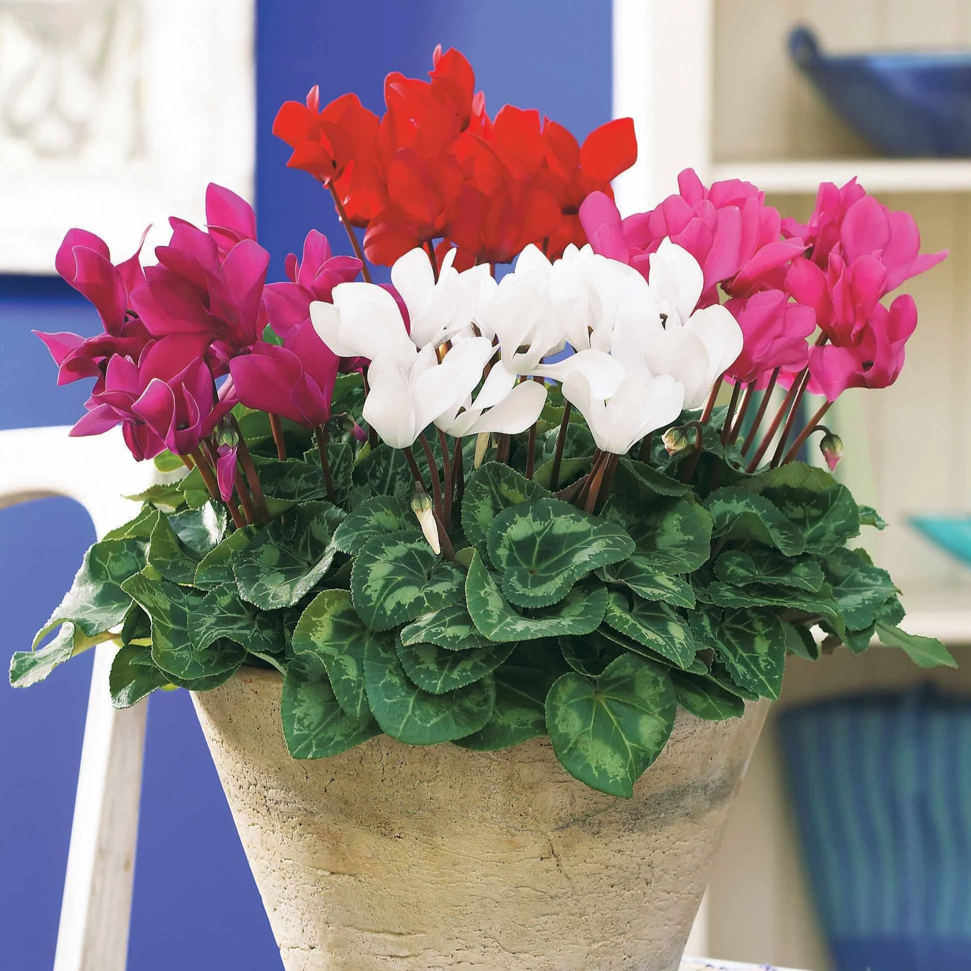 3 Mini-cyclamens Super série - Image 2