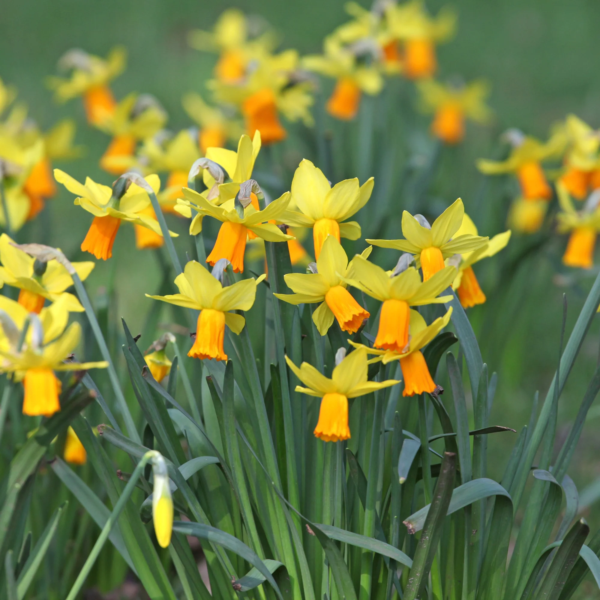 5 Mini-narcisses Jet Fire - Image 3