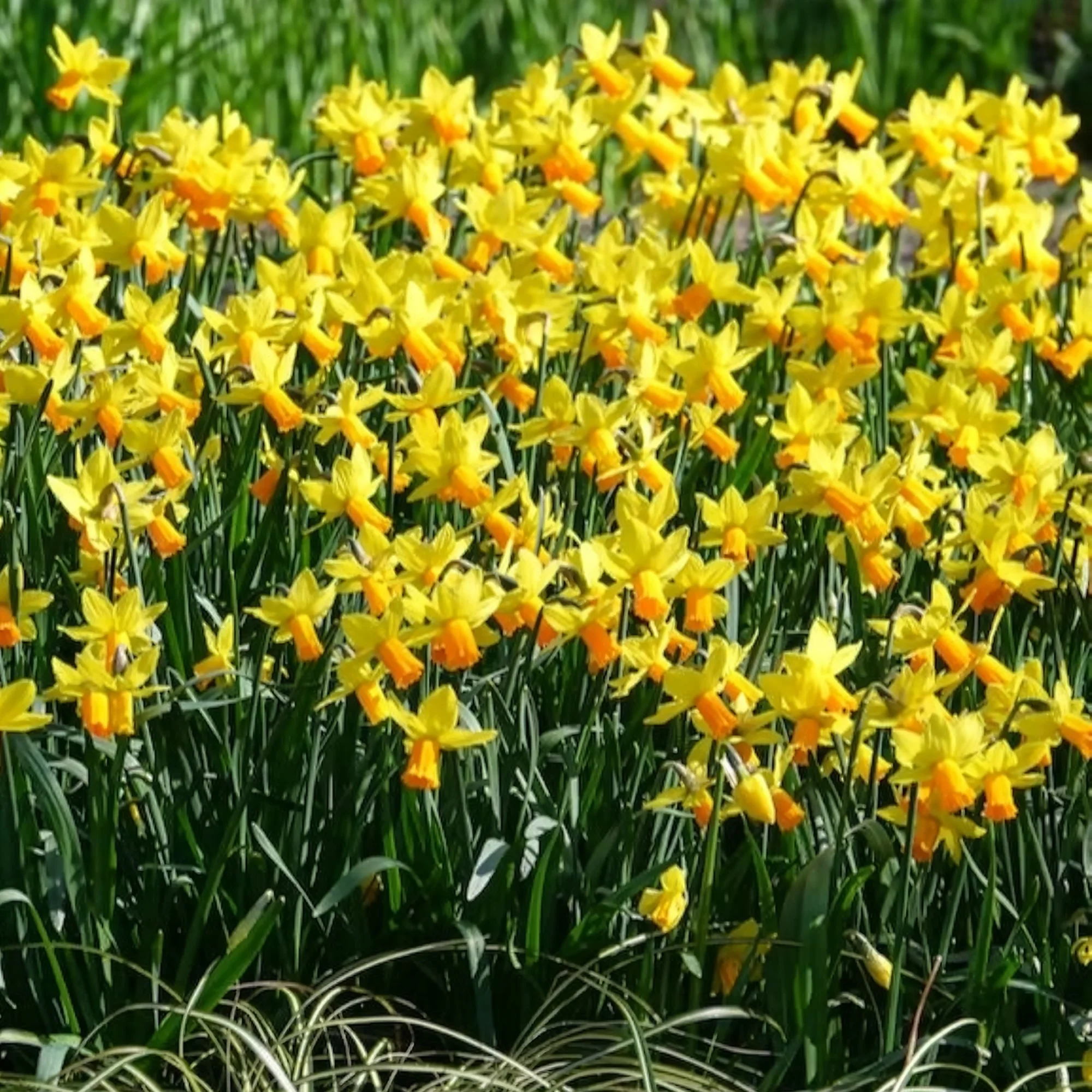 5 Mini-narcisses Jet Fire - Image 8