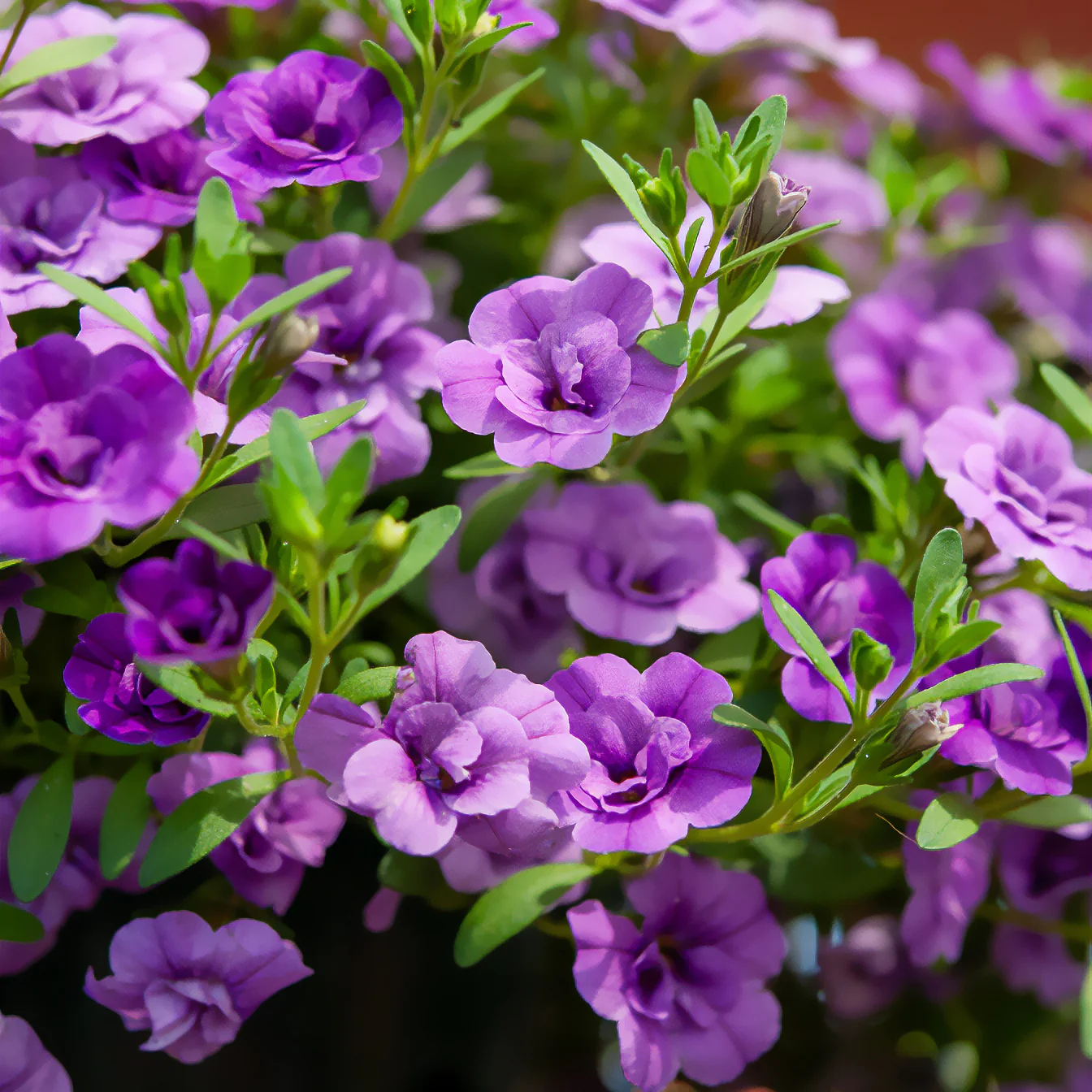 Mini-pétunia à fleurs doubles violettes - Image 2