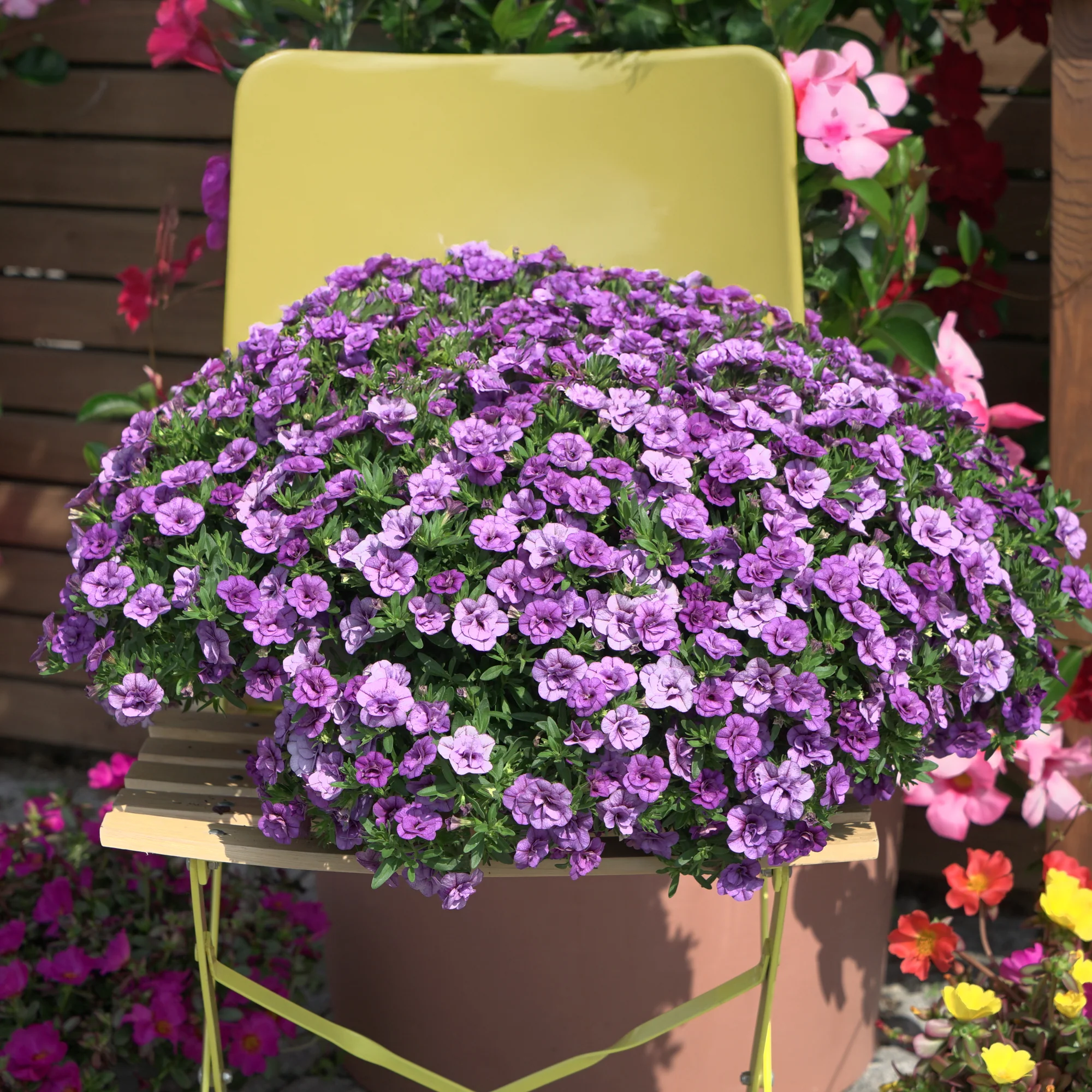 Mini-pétunia à fleurs doubles violettes - Image 3