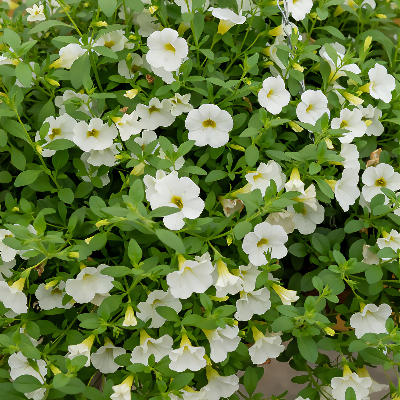 Mini-pétunia blanches