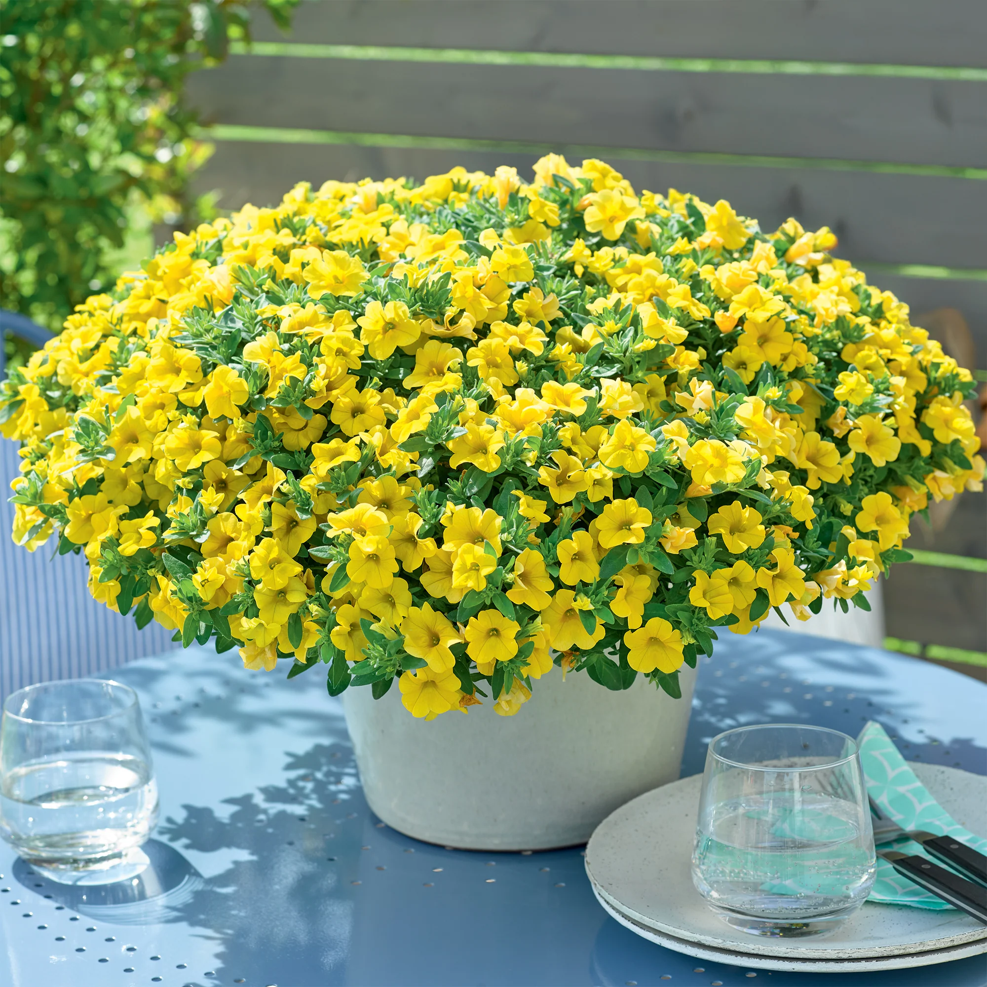 Mini-pétunia jaunes