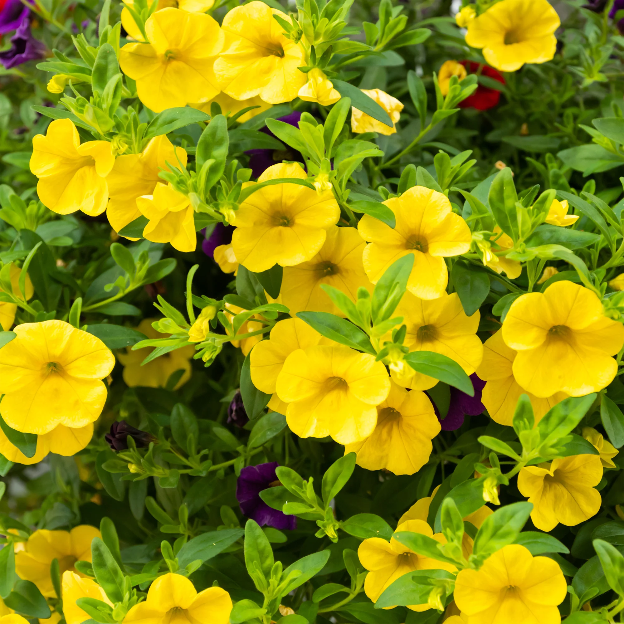 Mini-pétunia jaunes - Image 2
