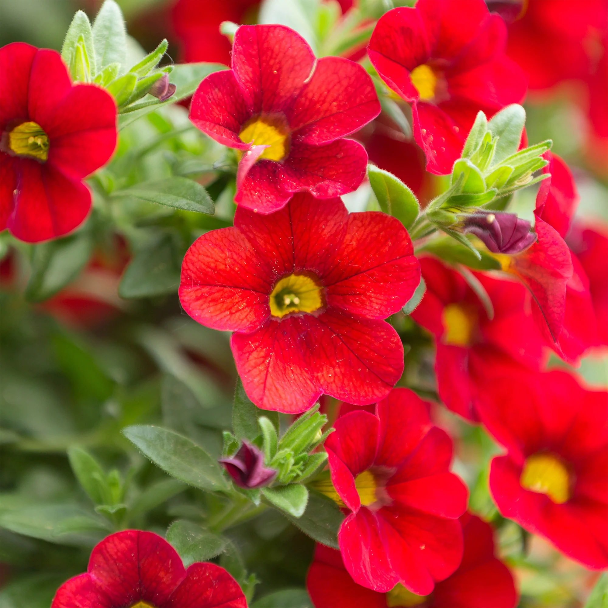 Mini-pétunia rouges - Image 2