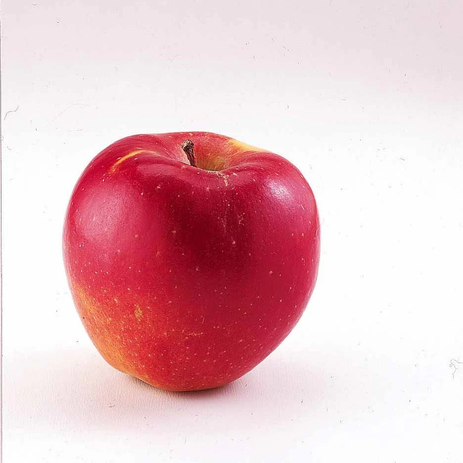 Mini-pommier Braeburn - Image 3