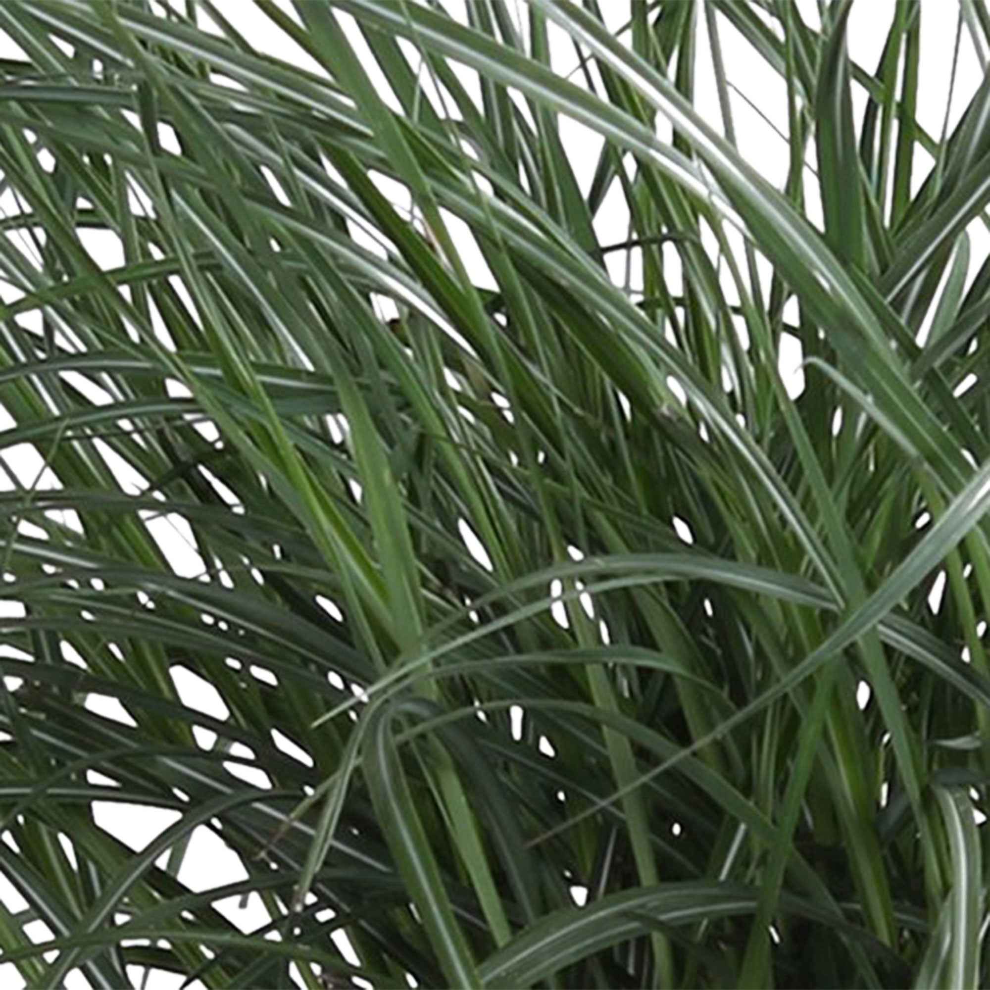 Miscanthus sinensis 'Yaku-Jima' - Image 3
