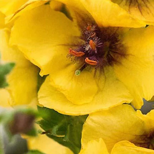Molène Costwold Queen