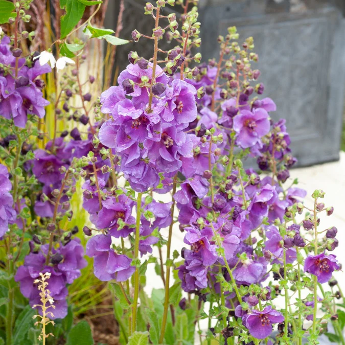 Molène Sugar Plum