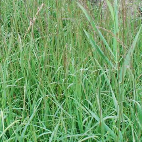Molinie bleue Dauerstrahl