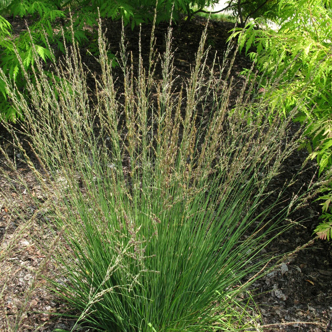 Molinie bleue Moorflamme