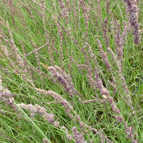 Molinie bleue Moorhexe - Image 3