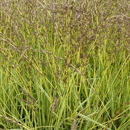 Molinie bleue Variegata