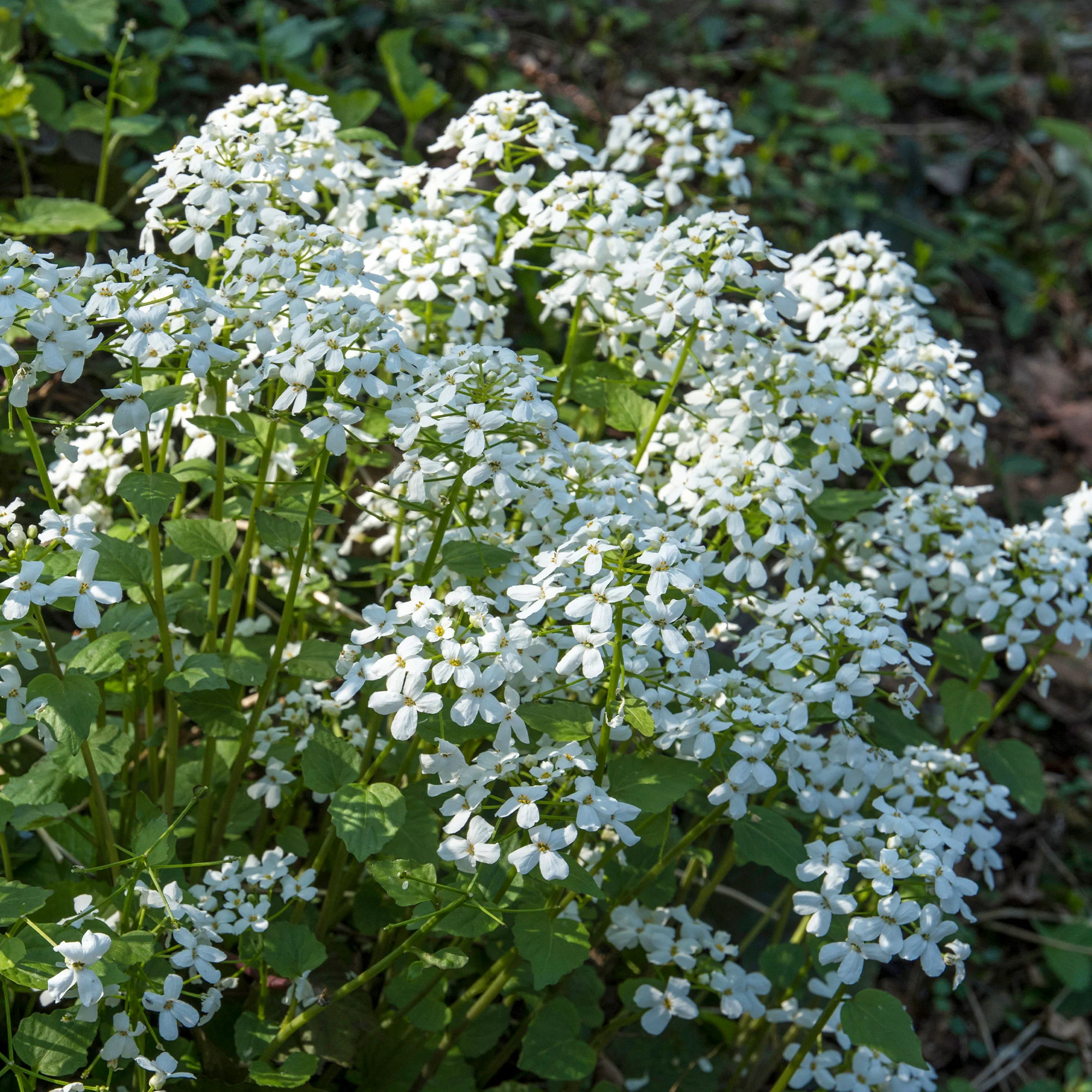 Monnaie du Pape à fleurs blanches