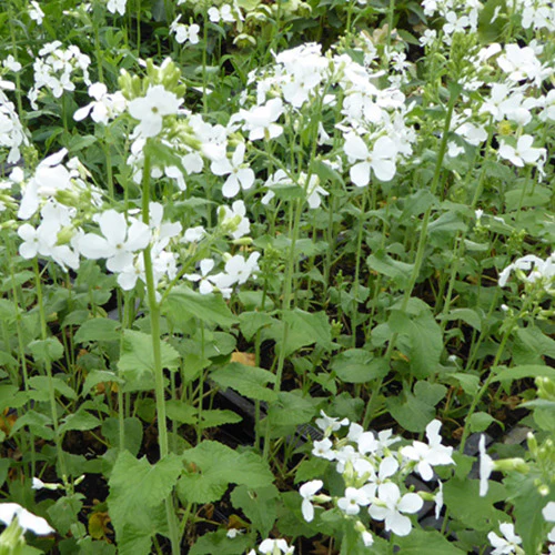 Monnaie du Pape à fleurs blanches - Image 3