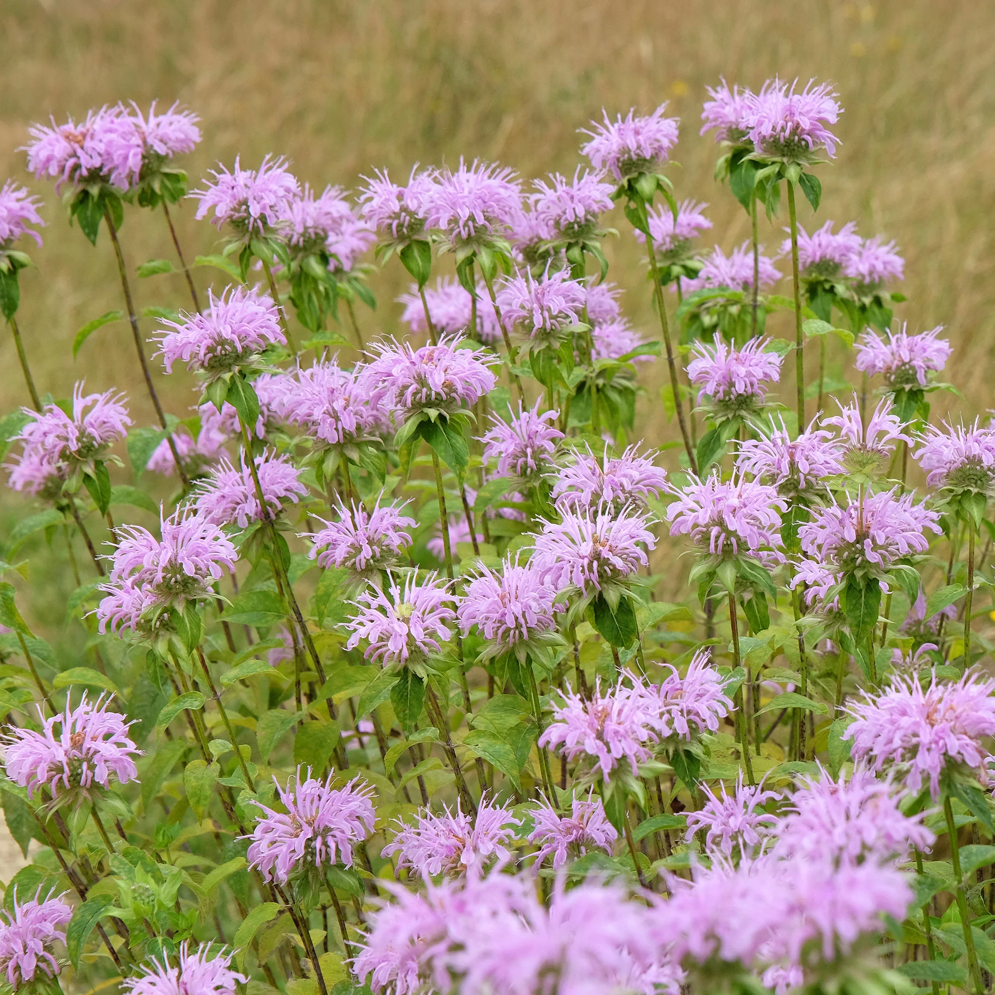 Monarde à feuille de menthes - Image 3