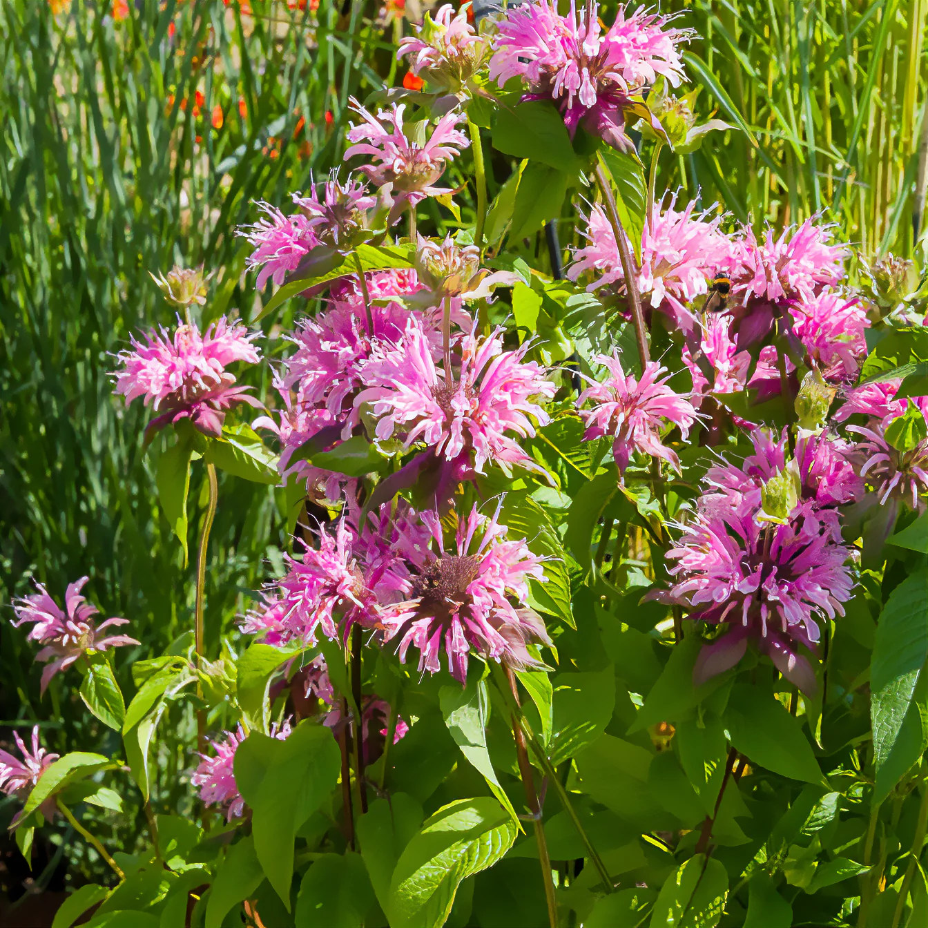 Monarde Beauty of Cobham - Image 3