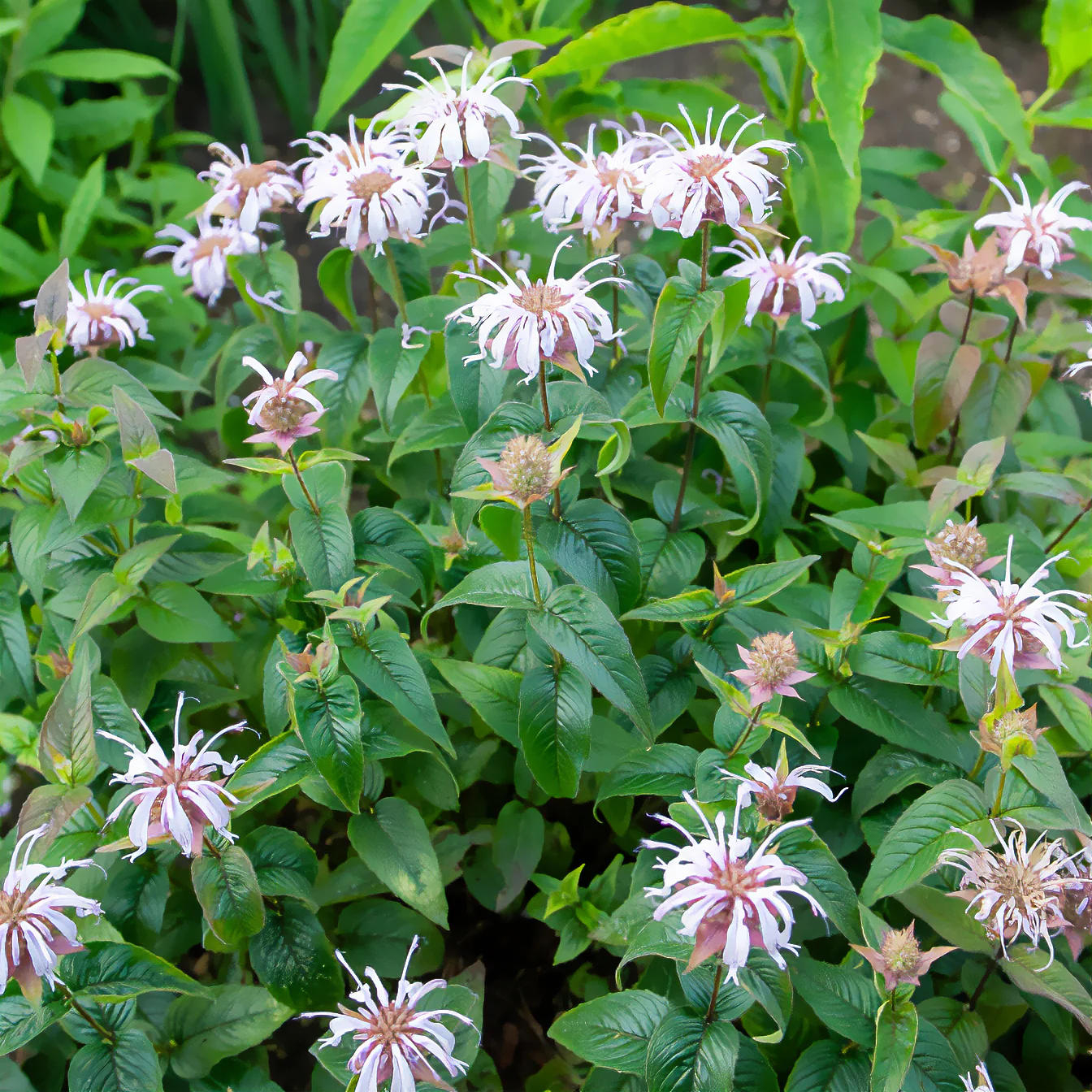 Monarde bradburiana Bergamote sauvage - Image 3